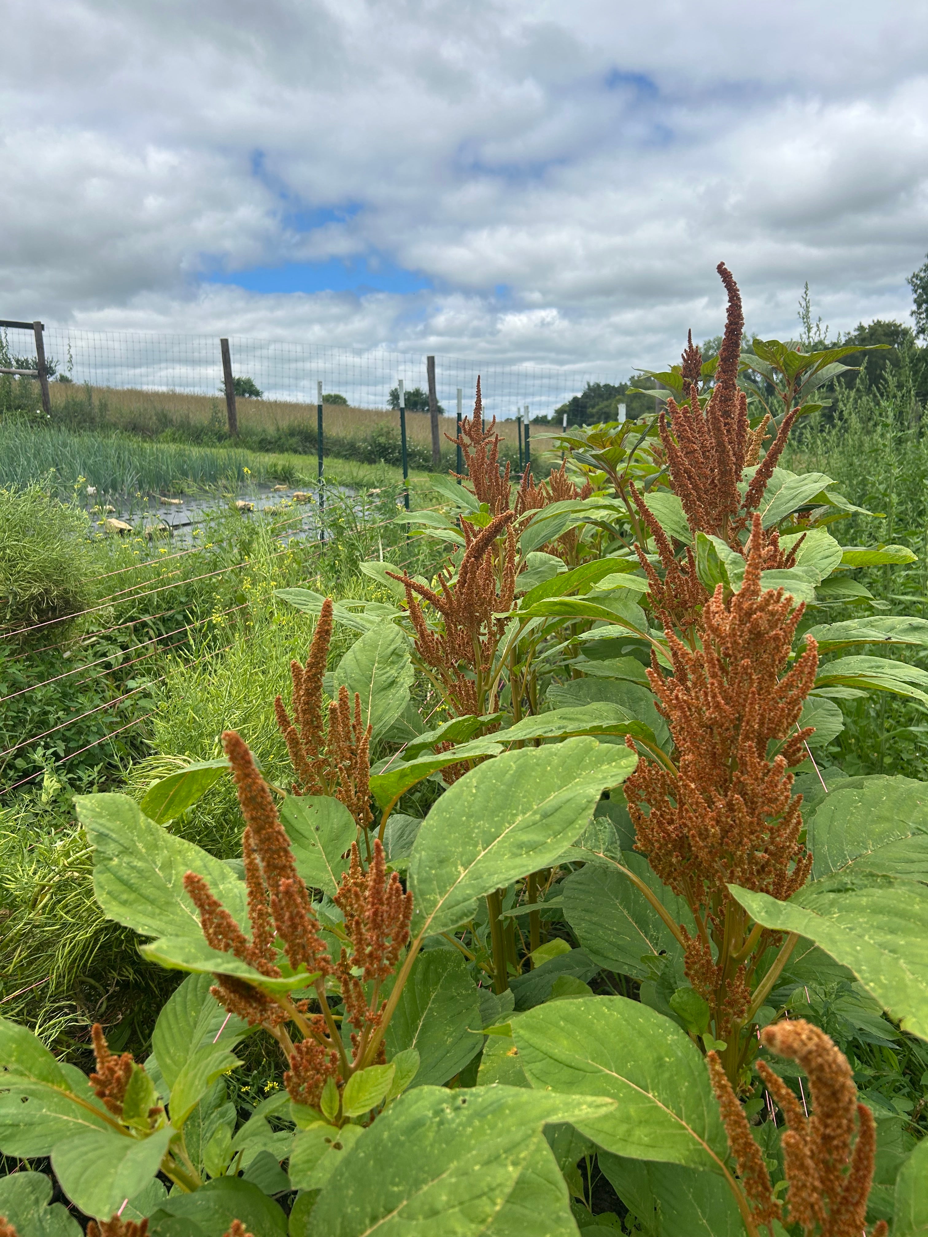 Hot Biscuits Amaranth