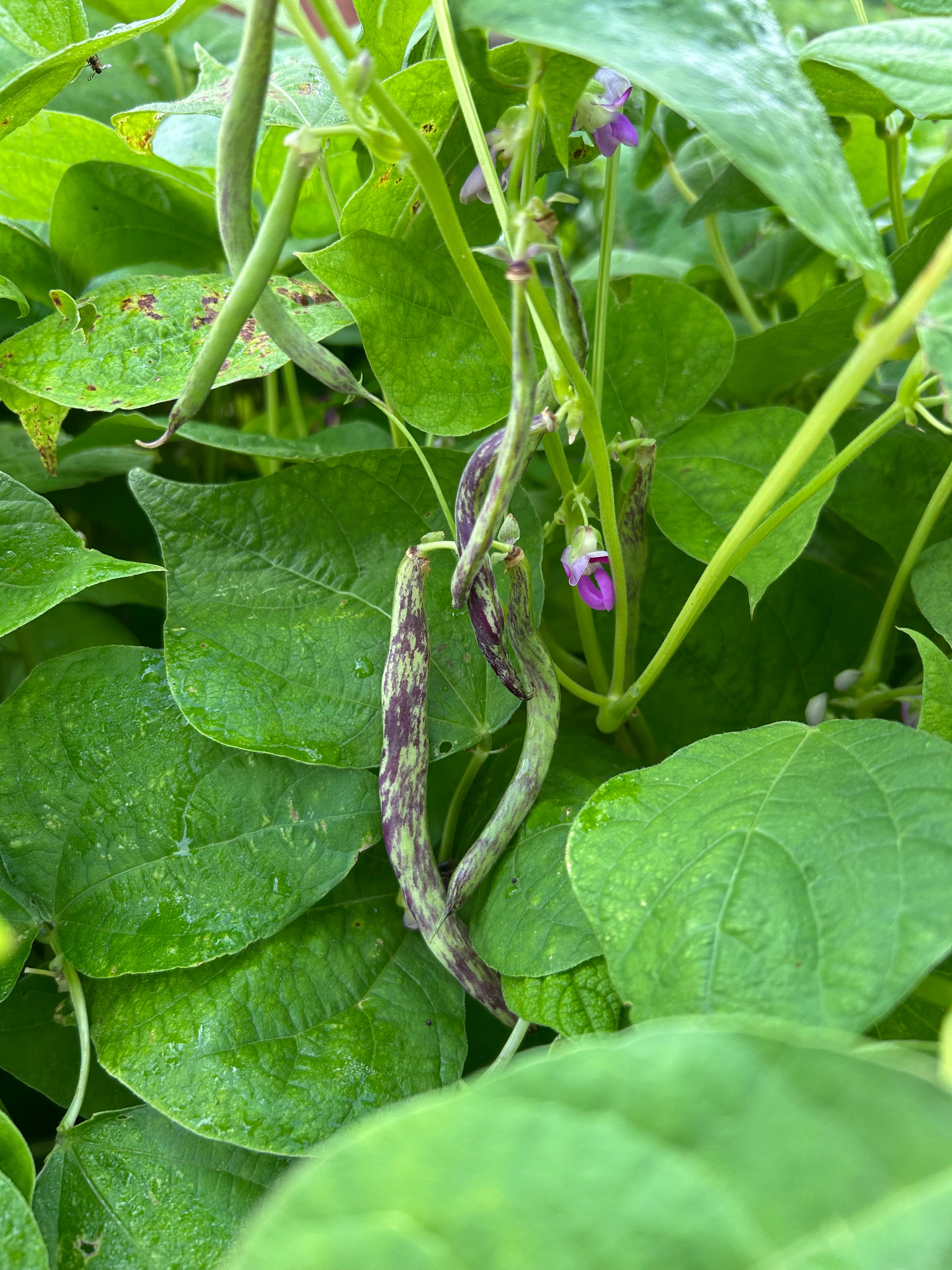 Dragon's Langerie Snap and Dry Bush Bean