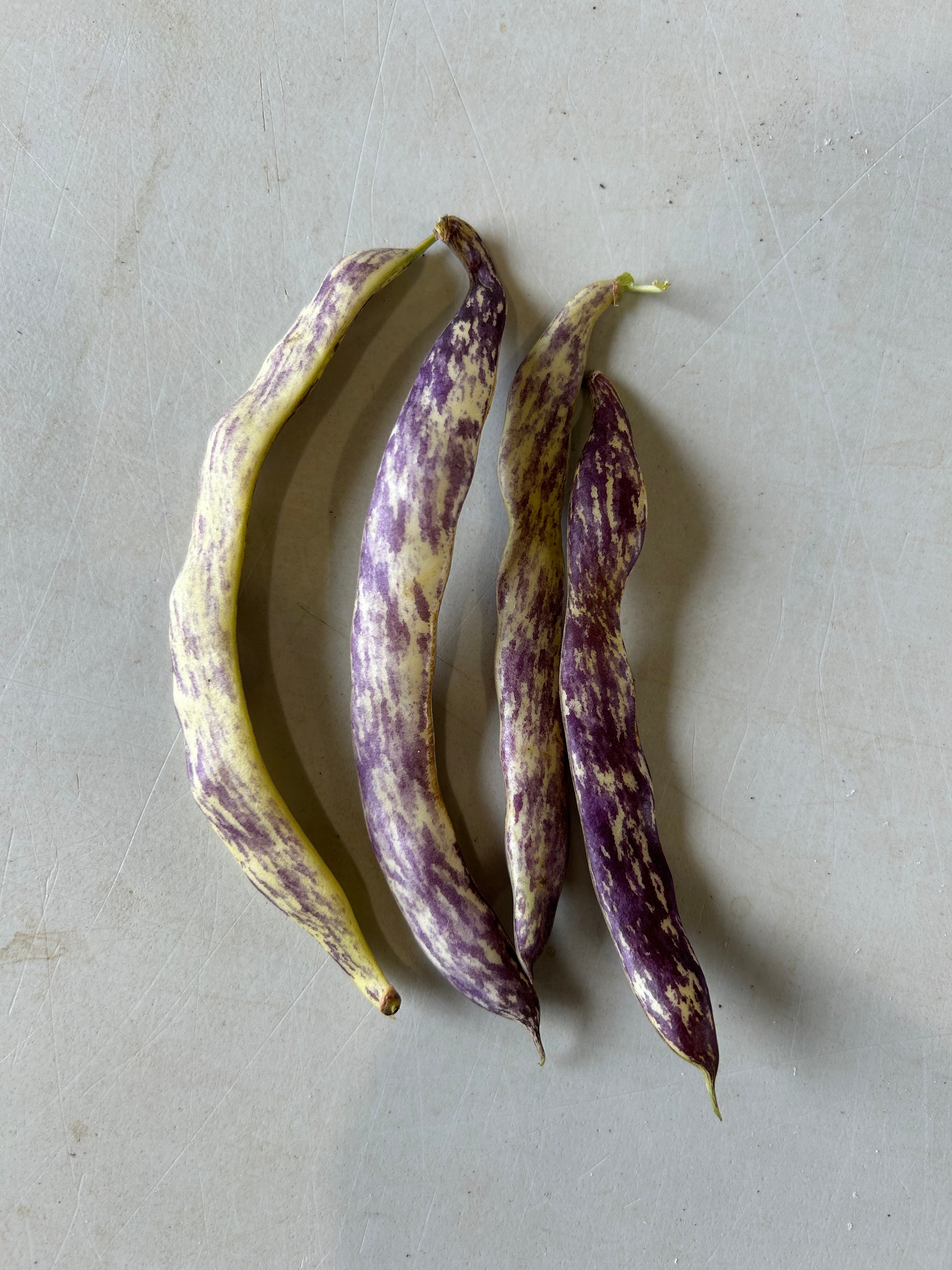 Dragon's Langerie Snap and Dry Bush Bean
