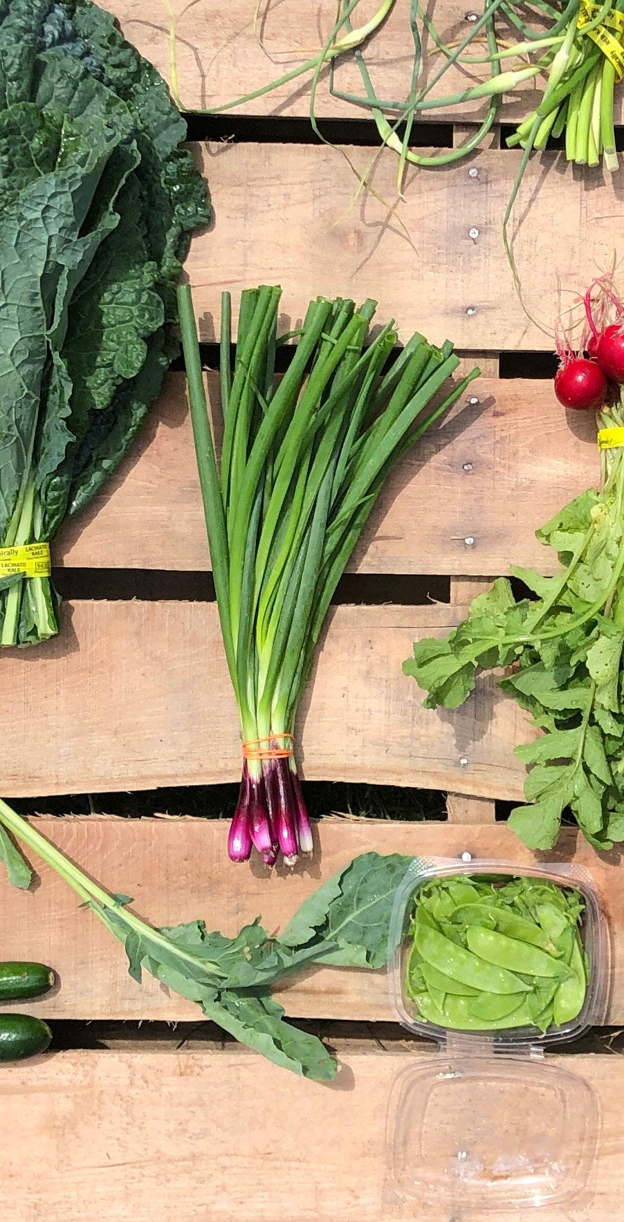 Deep Purple Bunching Onion - Organic