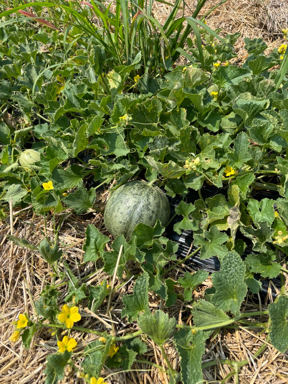 PMR Delicious 51 Disease Resistant Heirloom Cantaloupe - Organic