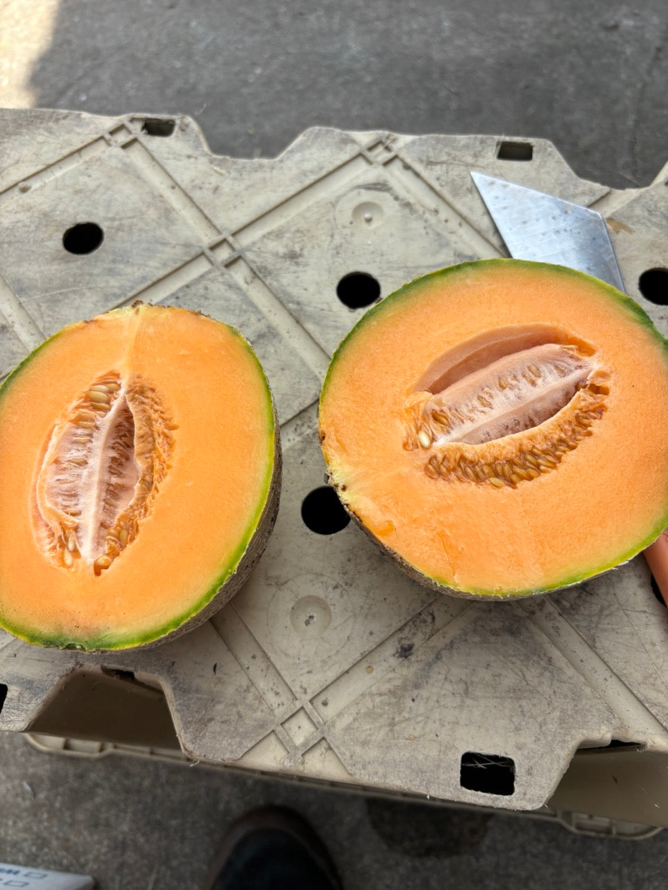 PMR Delicious 51 Disease Resistant Heirloom Cantaloupe - Organic