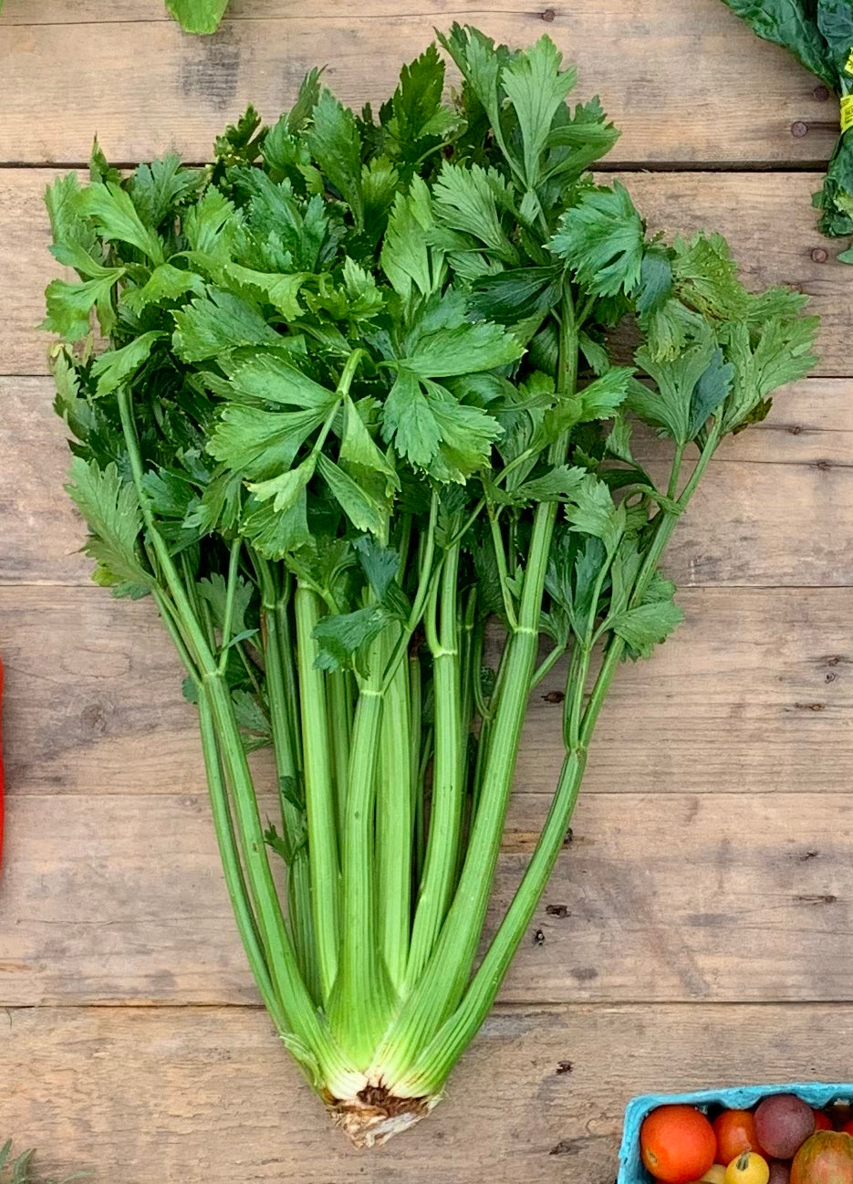 Tall Utah Heirloom Celery - Organic