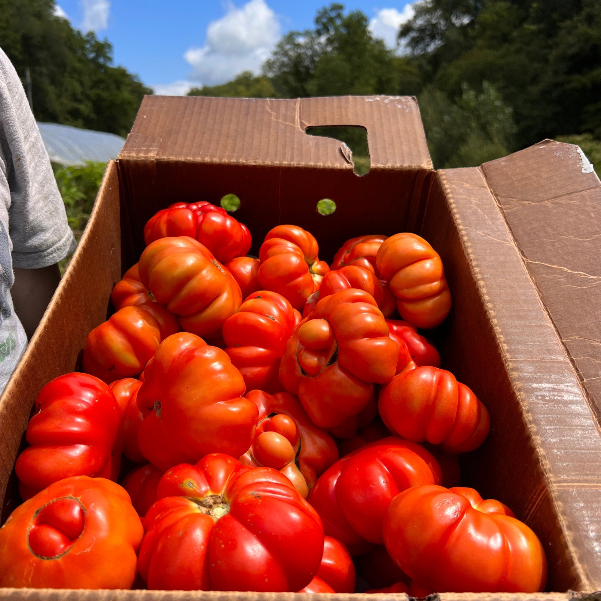 A box of pisanello tomatoes harvested in the garden