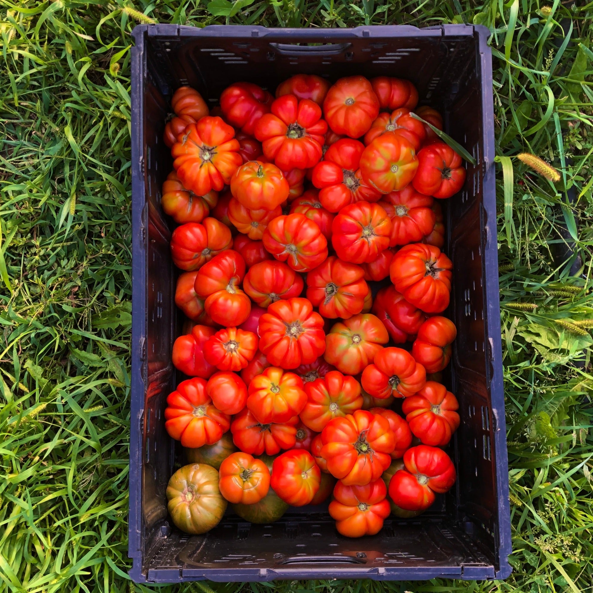 A crate of pisanello tomatoes