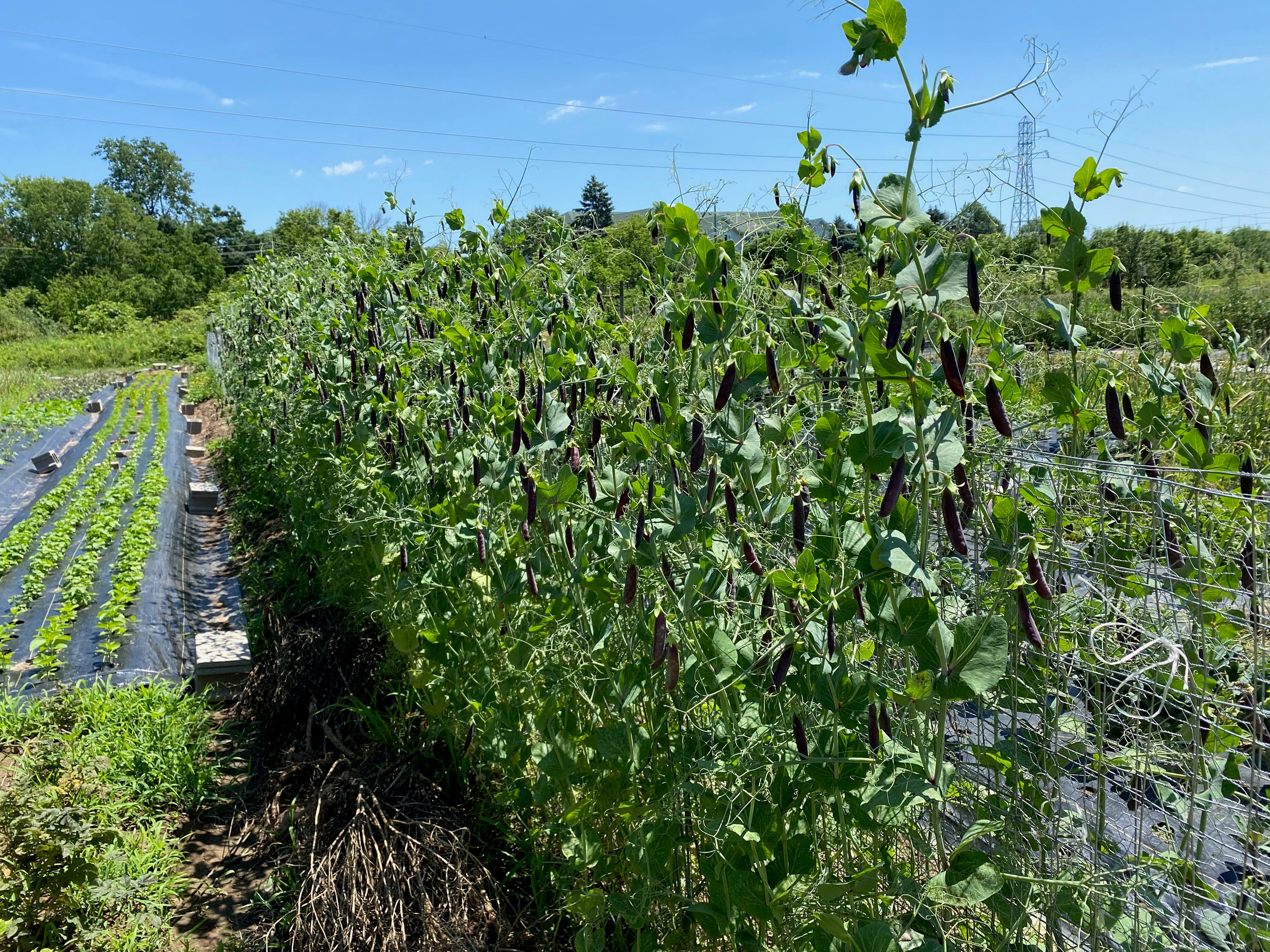 Sugar Magnolia Purple Snap Pea