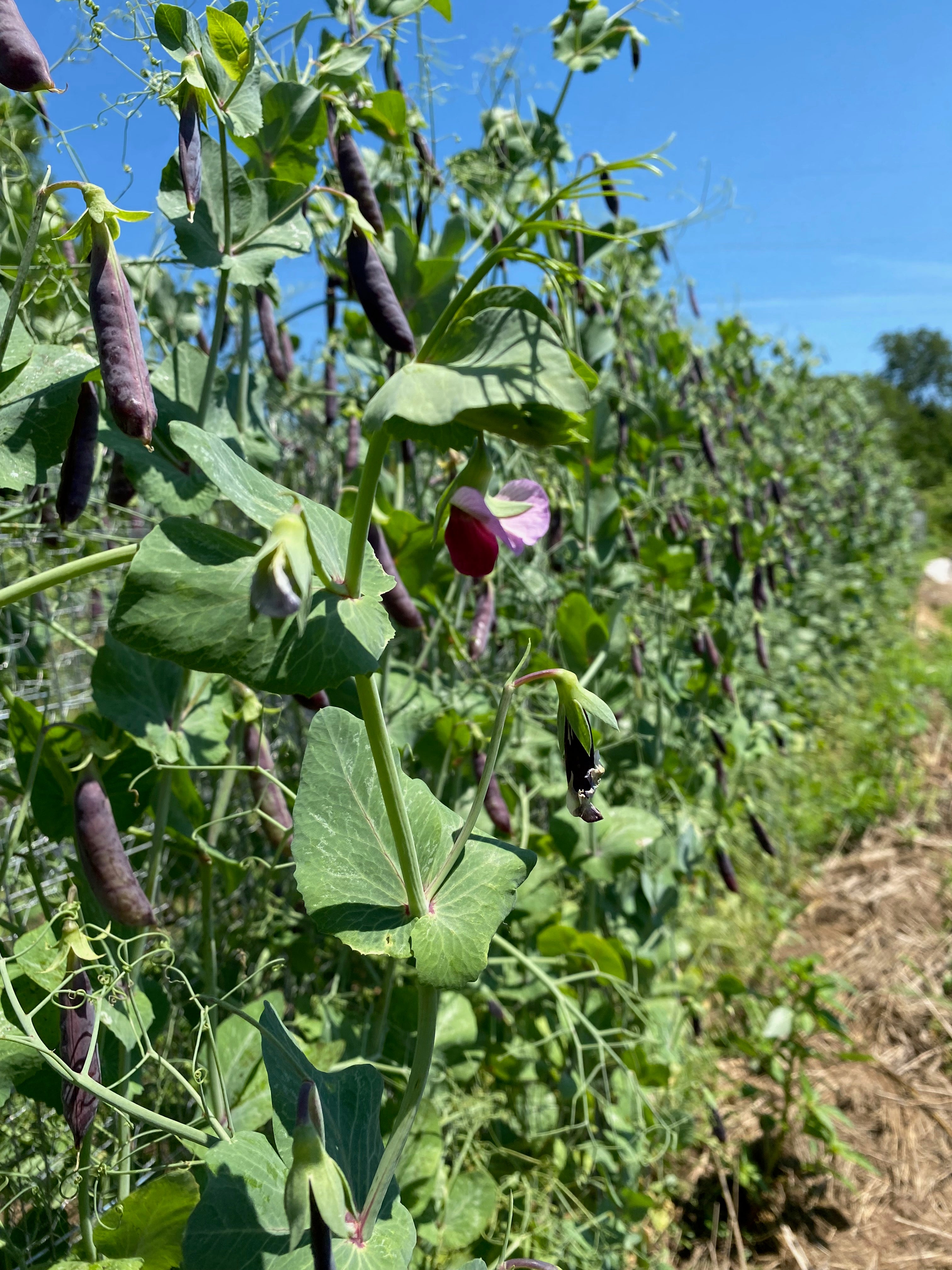 Sugar Magnolia Purple Snap Pea