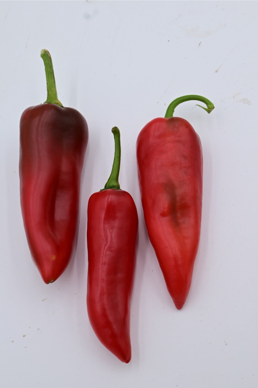Early Perfect Italian Red Roasting Pepper - Organic