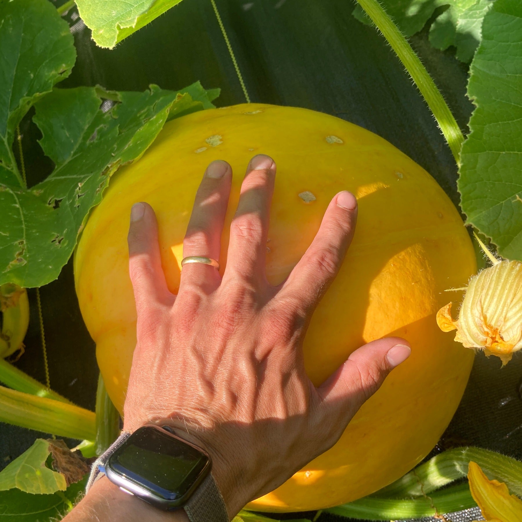 Immature WC Giant Pumpkin with Hand