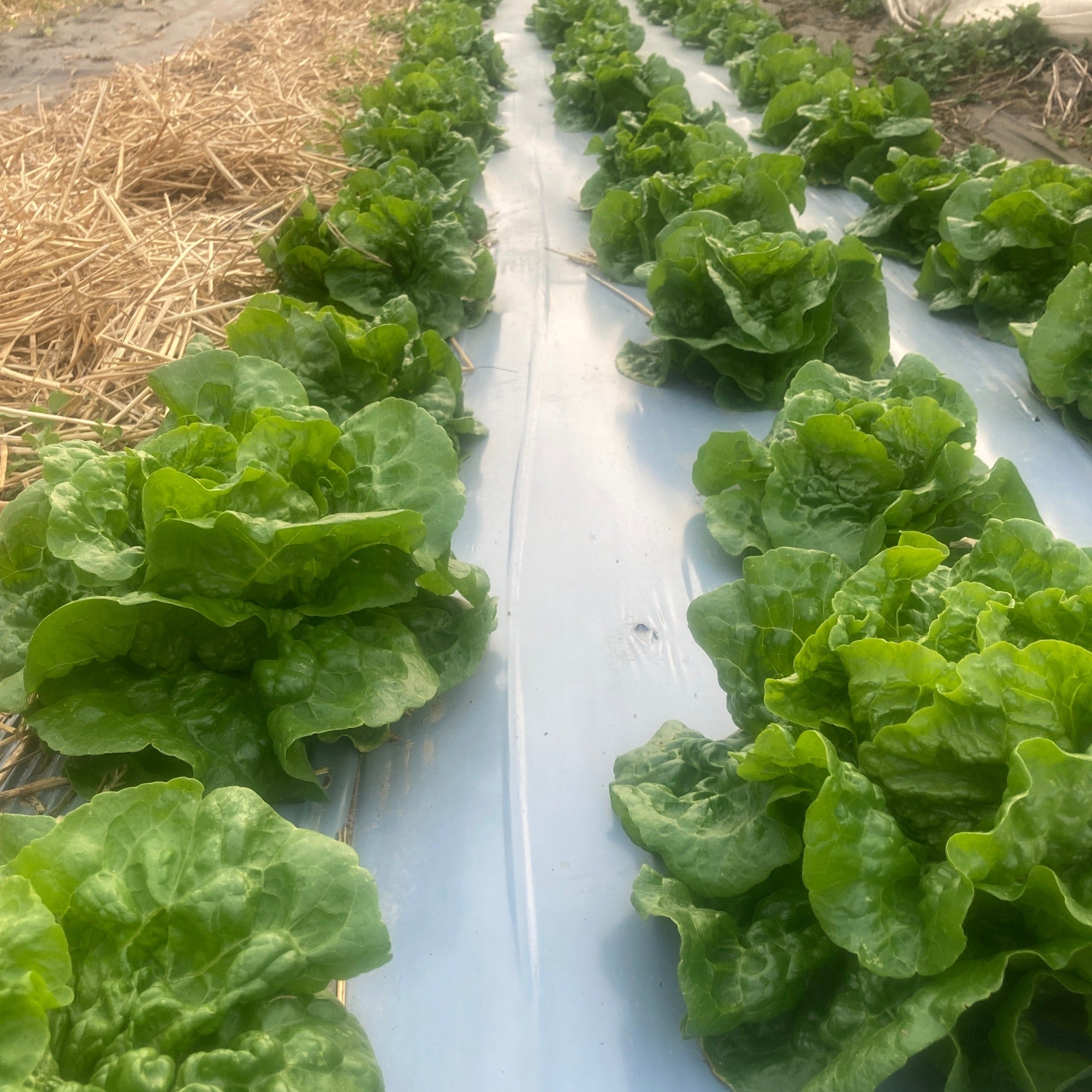 A bed of irene green gem lettuce growing in plastic mulch