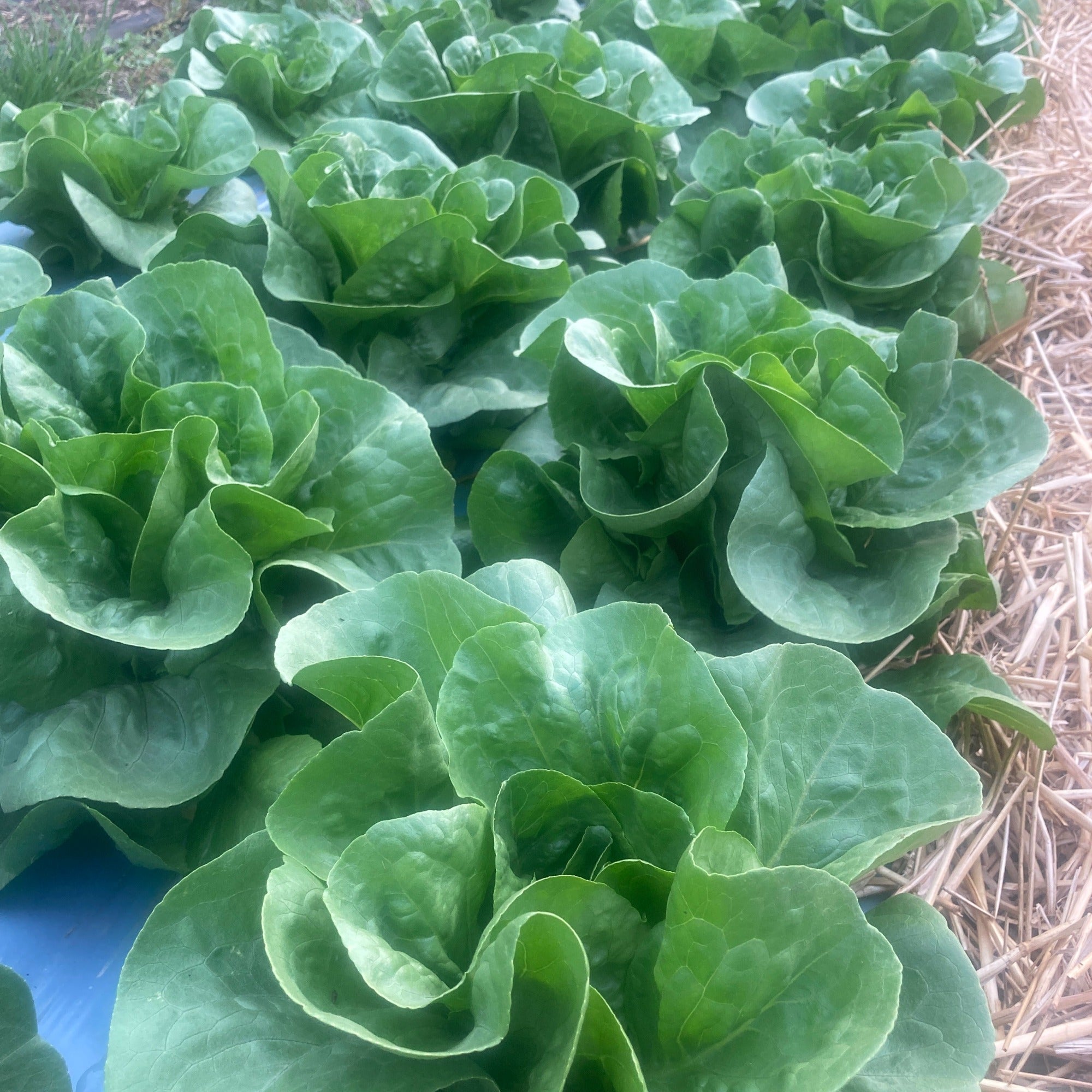 A bed of jadeite mini romaine lettuce growing in plastic mulch