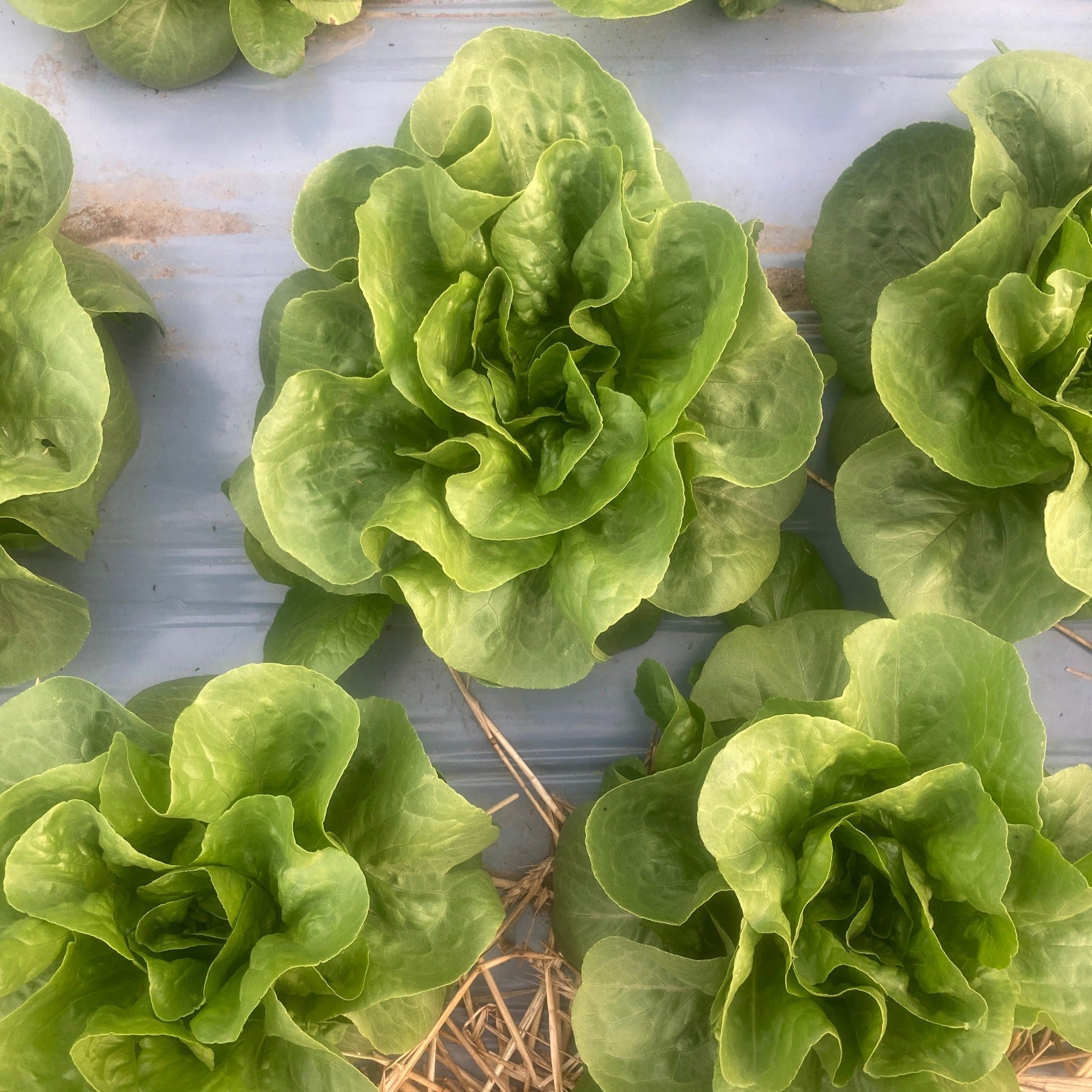 A bed of jadeite mini romaine lettuce growing in plastic mulch