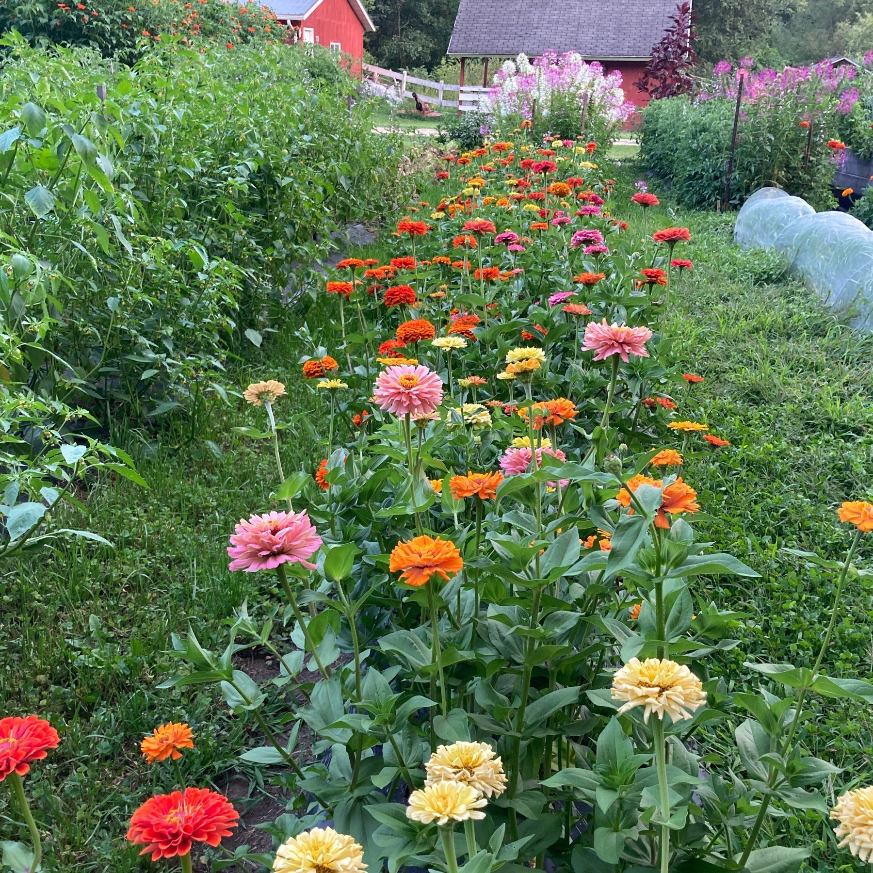 A bed of multicolor zinnias growing in a garden with paths on either side