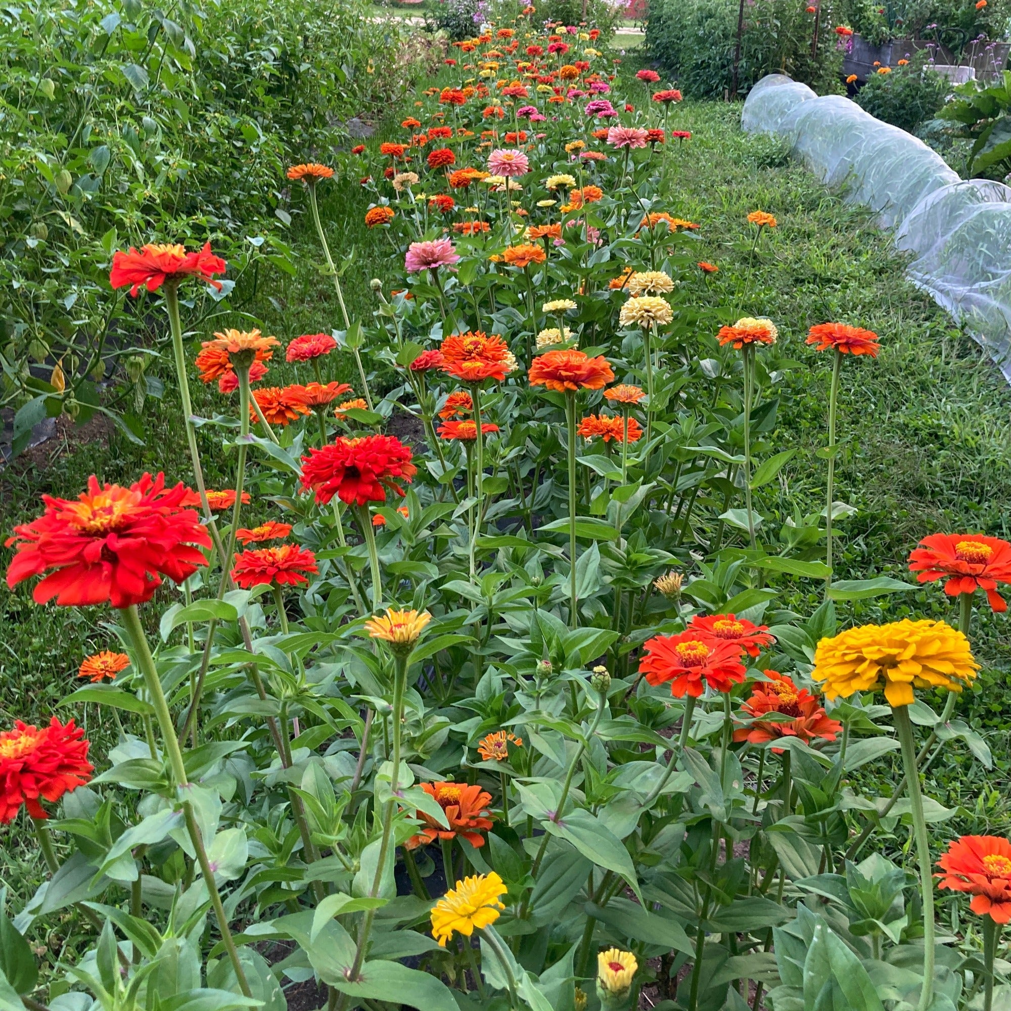 A bed of Jim Bagget Zinnia mix growing in a garden between paths with red, pink, yellow and purple blooms