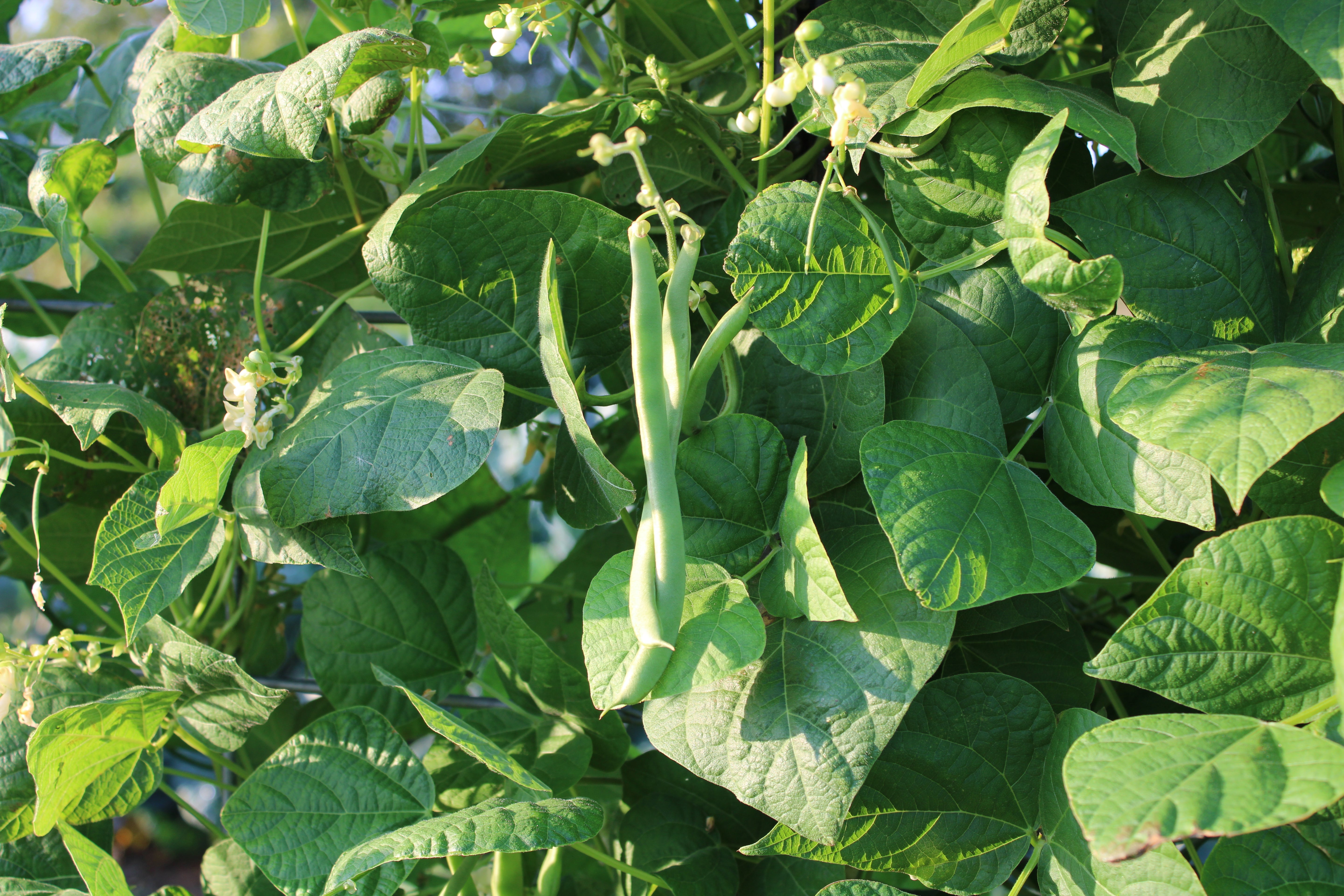Picture of beans growing on vines against a background of leaves.