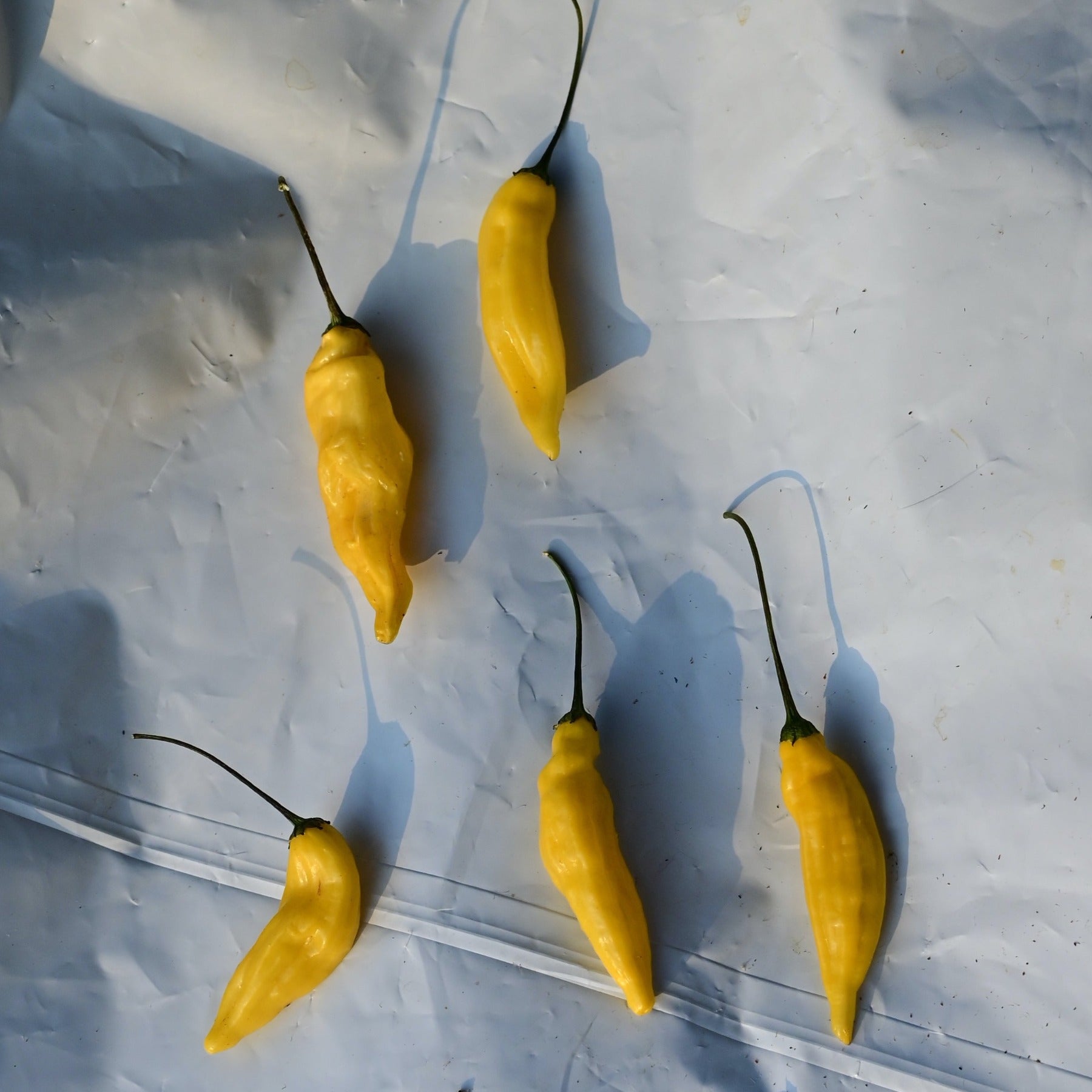 Lemon Drop Heirloom Hot Pepper - Organic