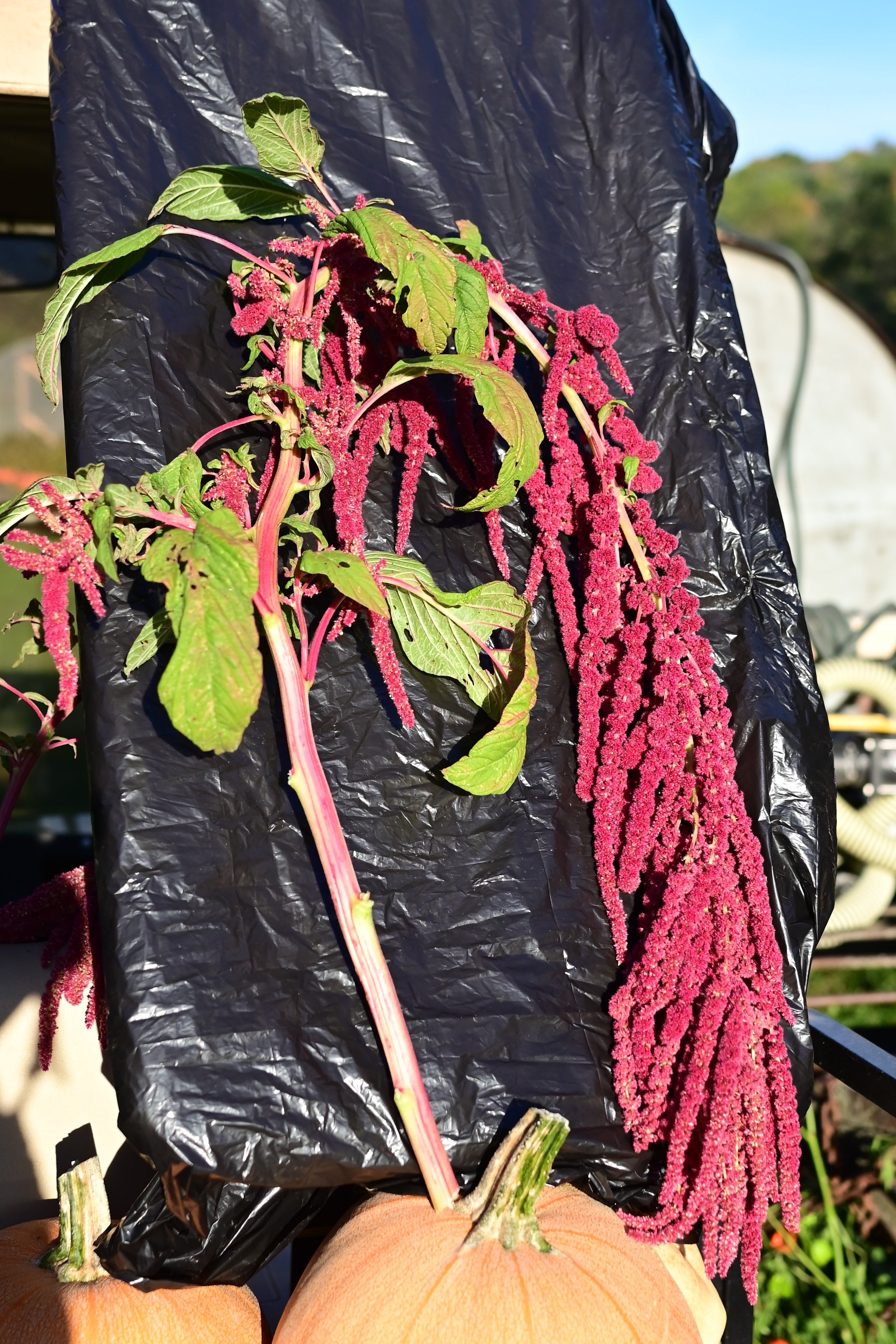 A love lies bleeding cut flower branch against a black background with winter luxury pumpkin in the foreground