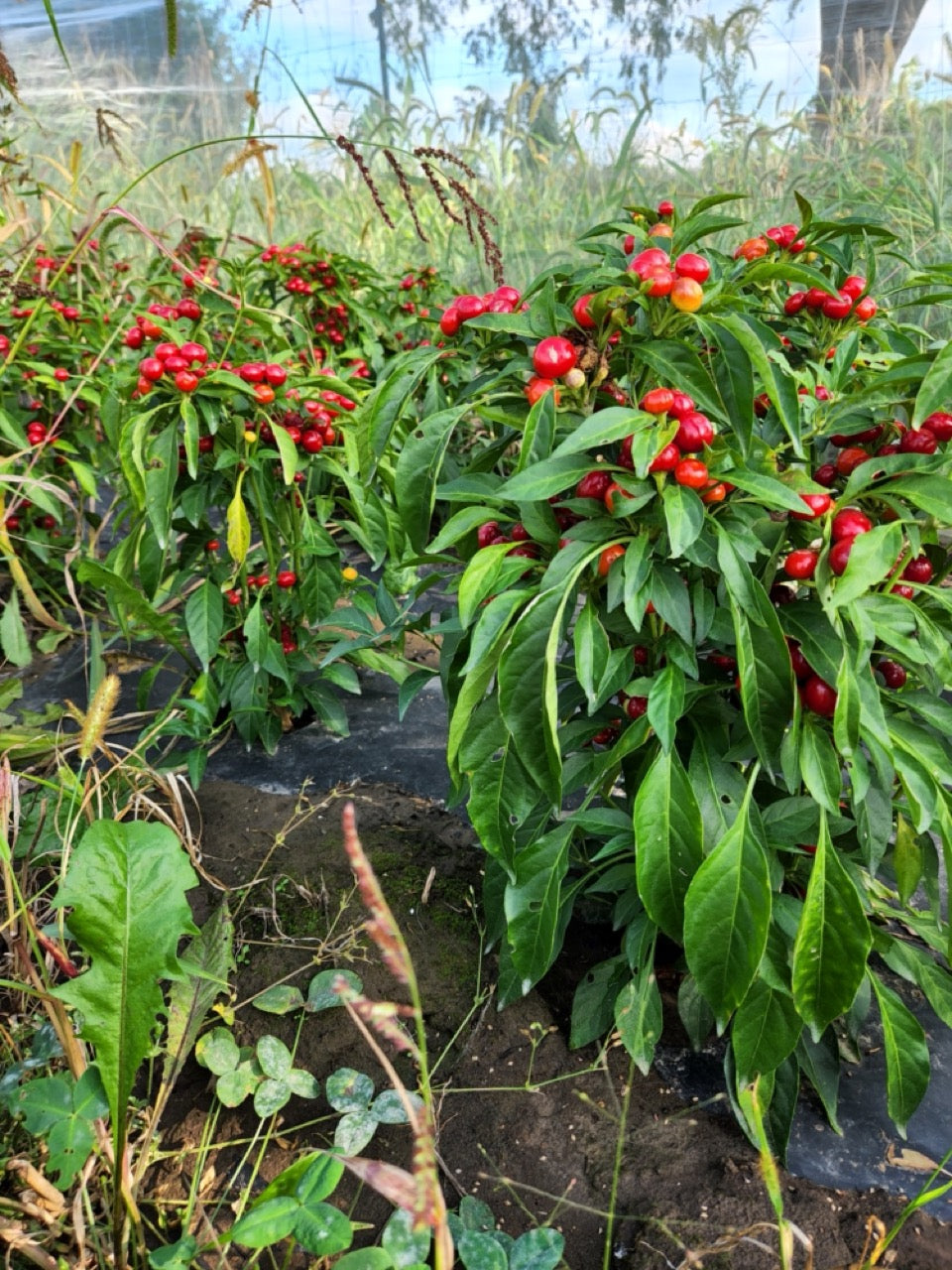 Marbles Decorative Hot Pepper - Organic