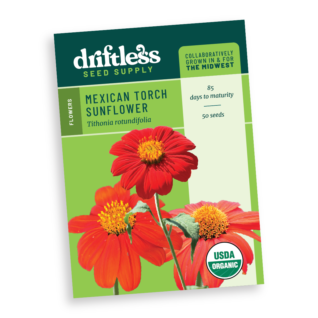 Mexican Torch AKA Red Sunflower AKA Tithonia - Organic