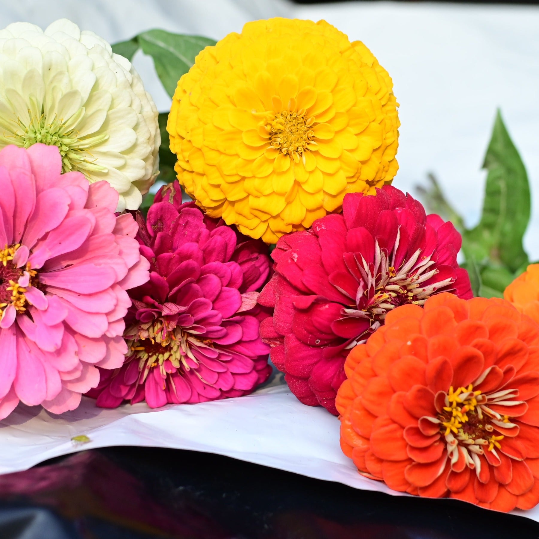 A group of multicolor zinnia blooms against a white background from the Mississippi Zinnia Blend