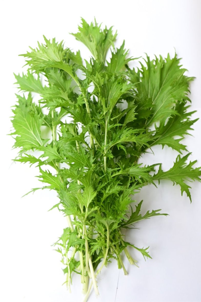 A bunch of frilly green mizzuna mustard leaves on a white background