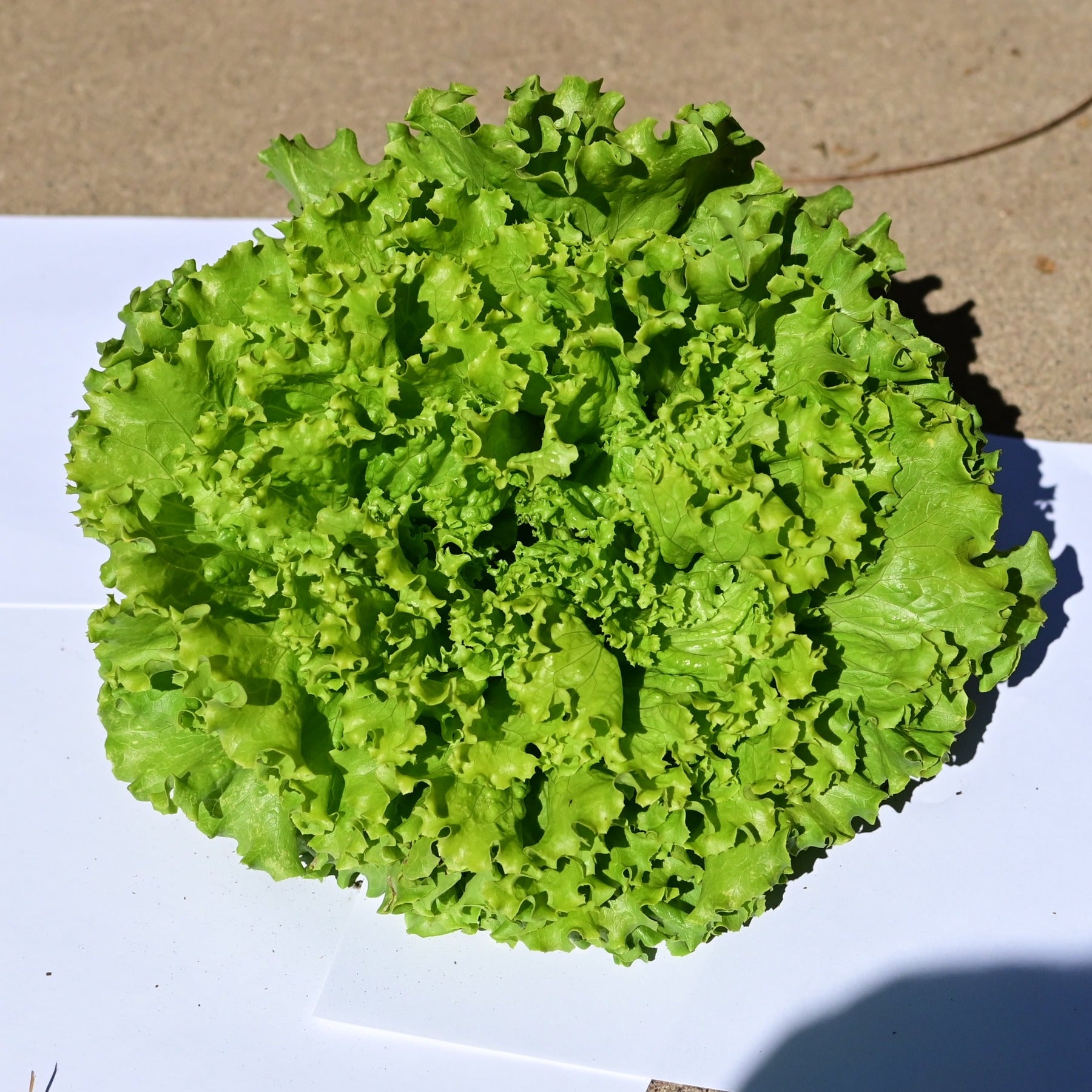 A head of muir green leaf lettuce against a white and gray background