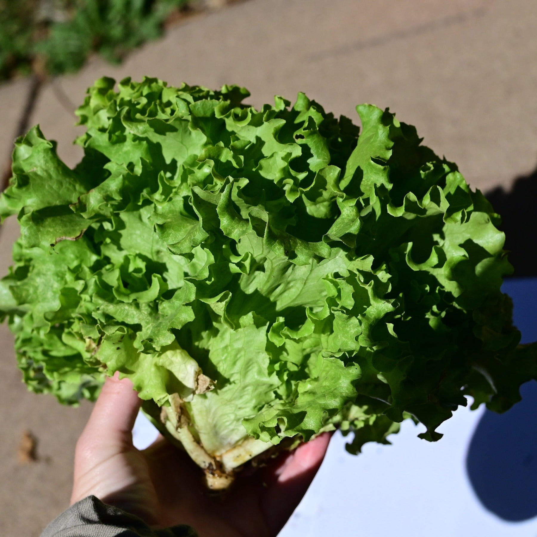 Side view of a head of muir green leaf lettuce held in a hand