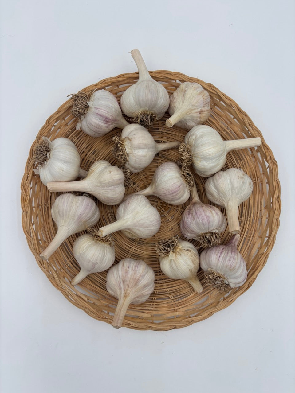 Music Organic Porcelain Garlic