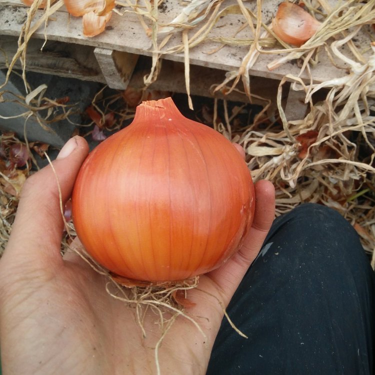 Clear Dawn Yellow Storage Onion