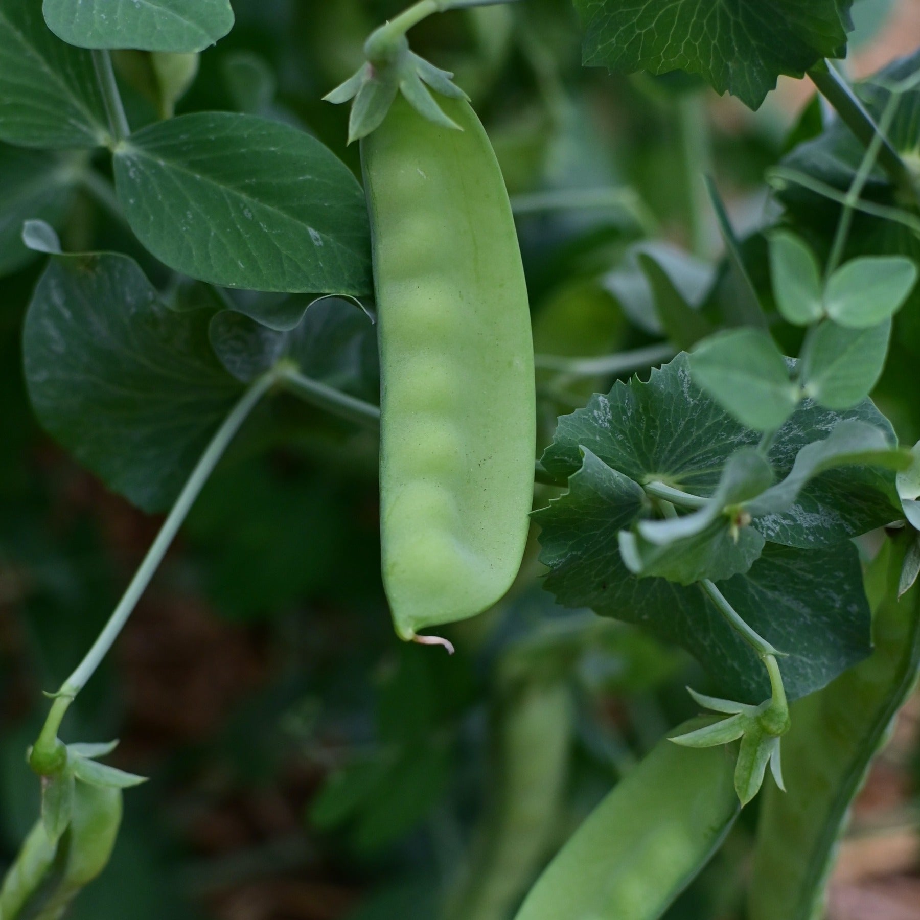 A close up photo of an Oregon Sugar Pod snow pea on the vine