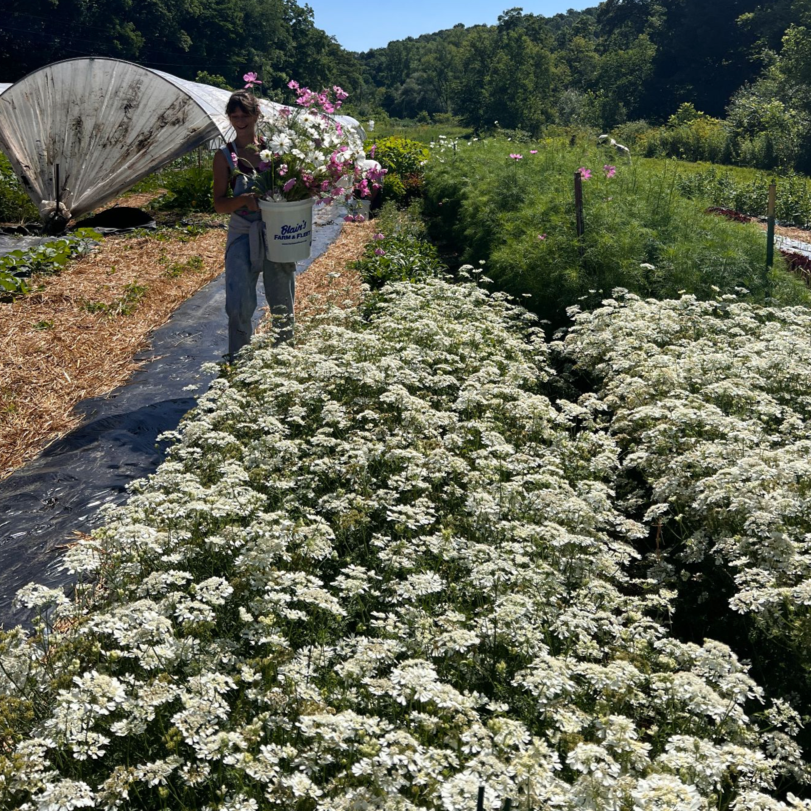 A bed of orlaya flowers in the foreground with a person harvesting flowers and a person carrying a bucket of flowers in the background