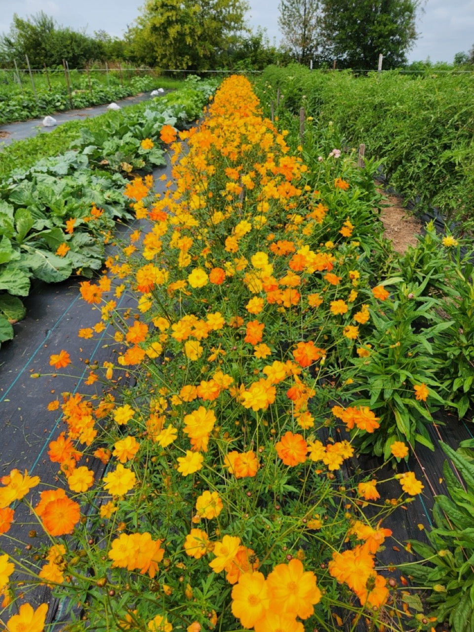 Yellow, orange and red cosmos flower in a row in a field.