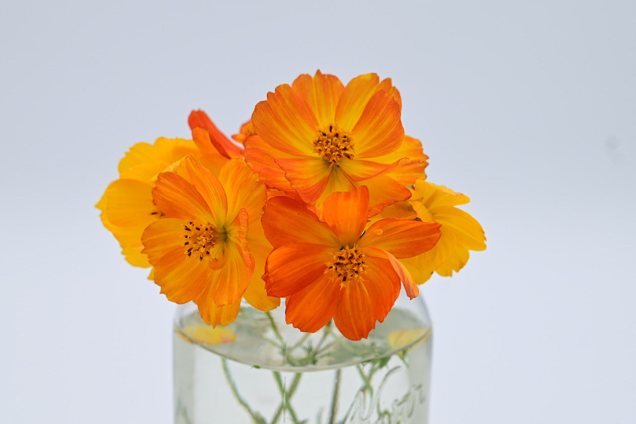 A bouquet of vibrantly colored orange, yellow and red cosmo flowers on a while background.