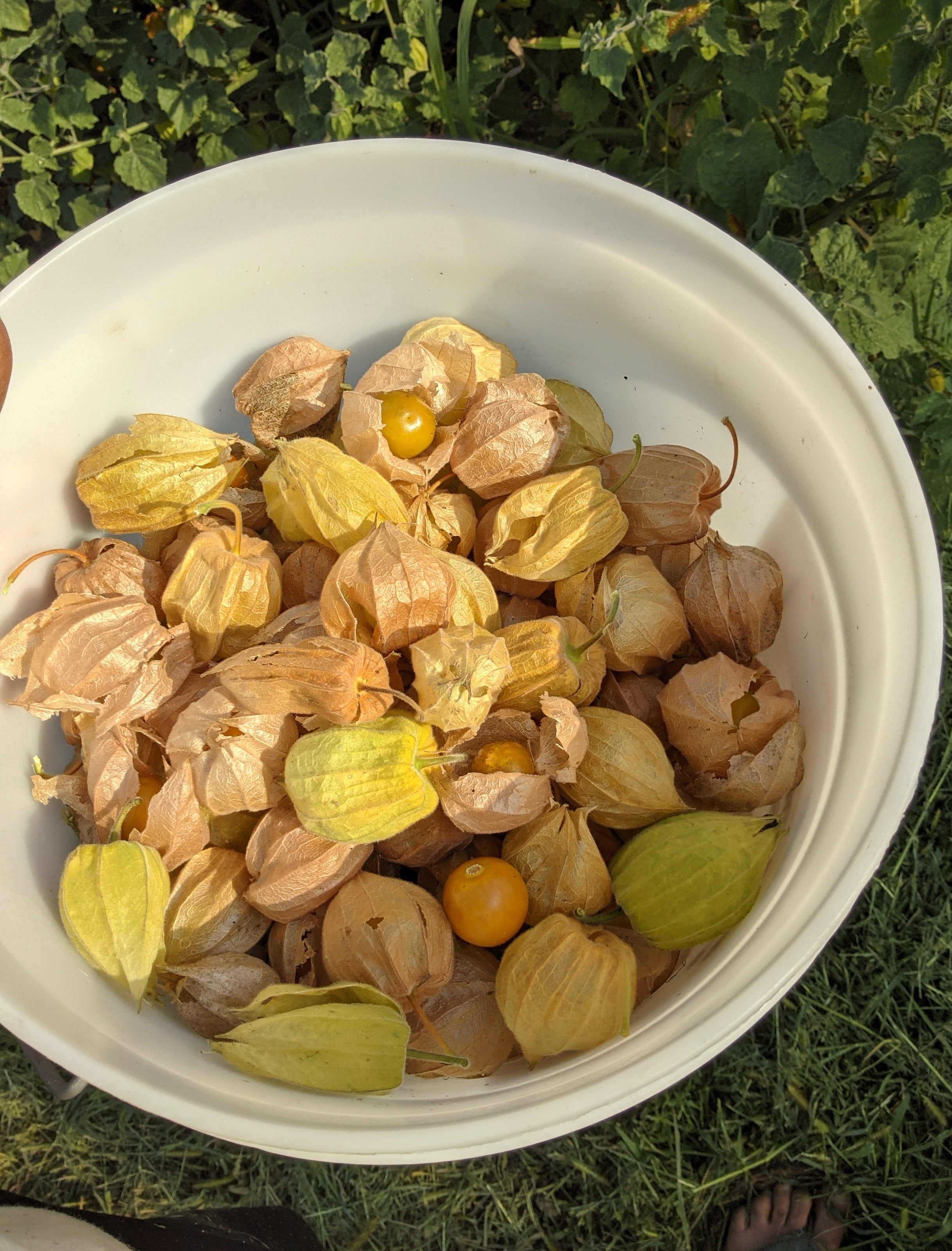 Dulce de la Tierra Cape Gooseberry - Organic