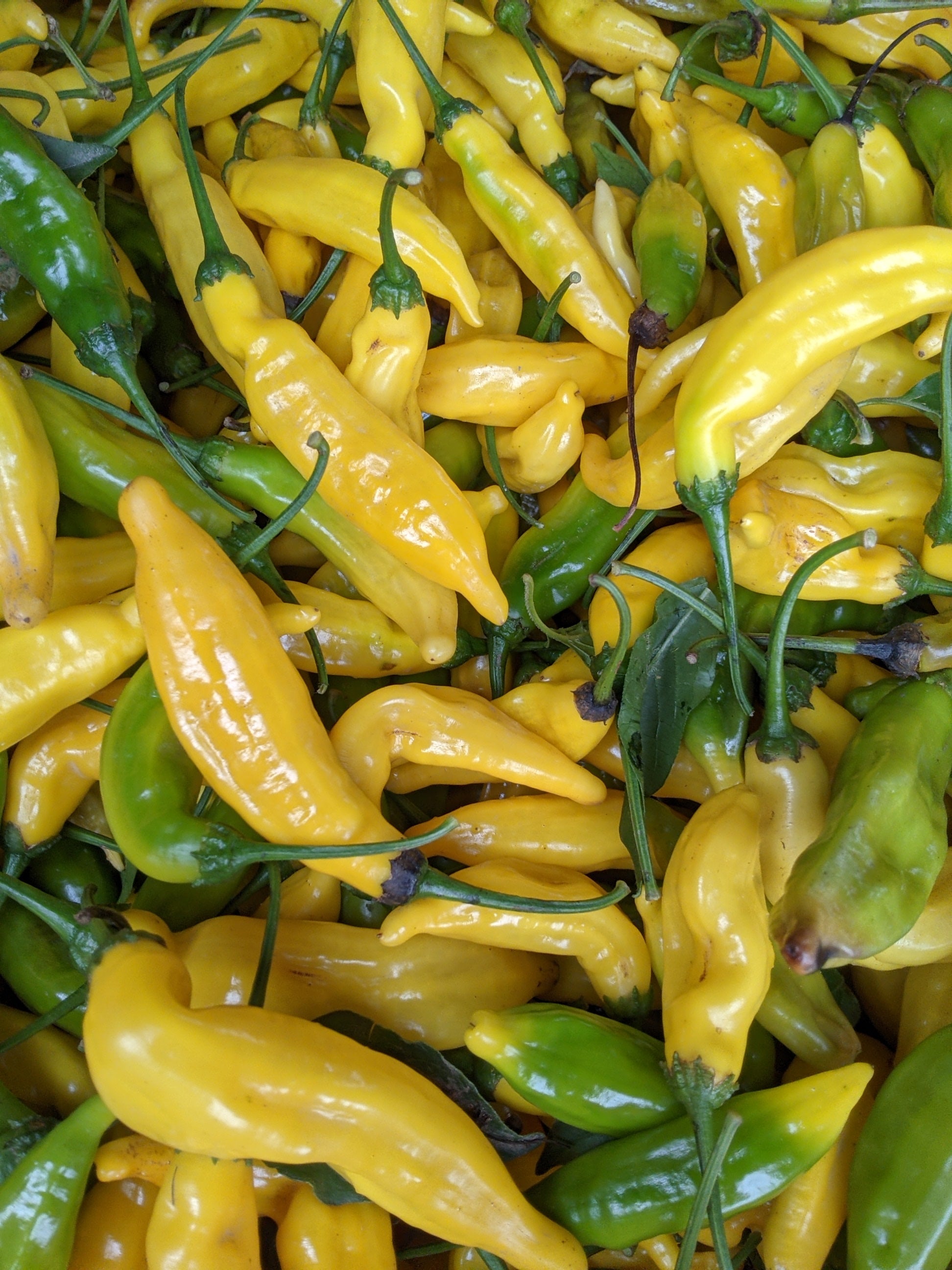 Lemon Drop Heirloom Hot Pepper - Organic