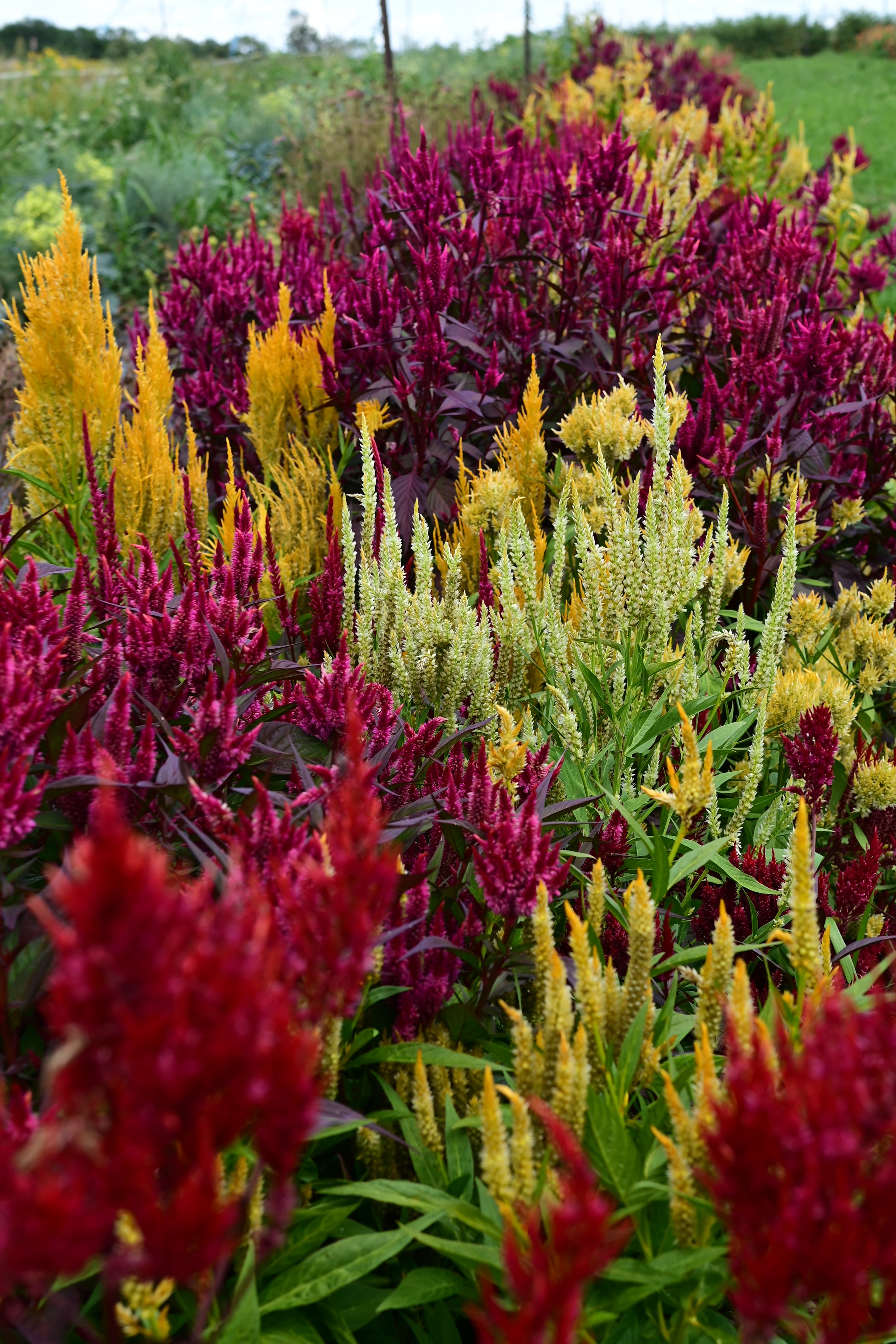 A joyful mix of celosia flowers growing together in a field
