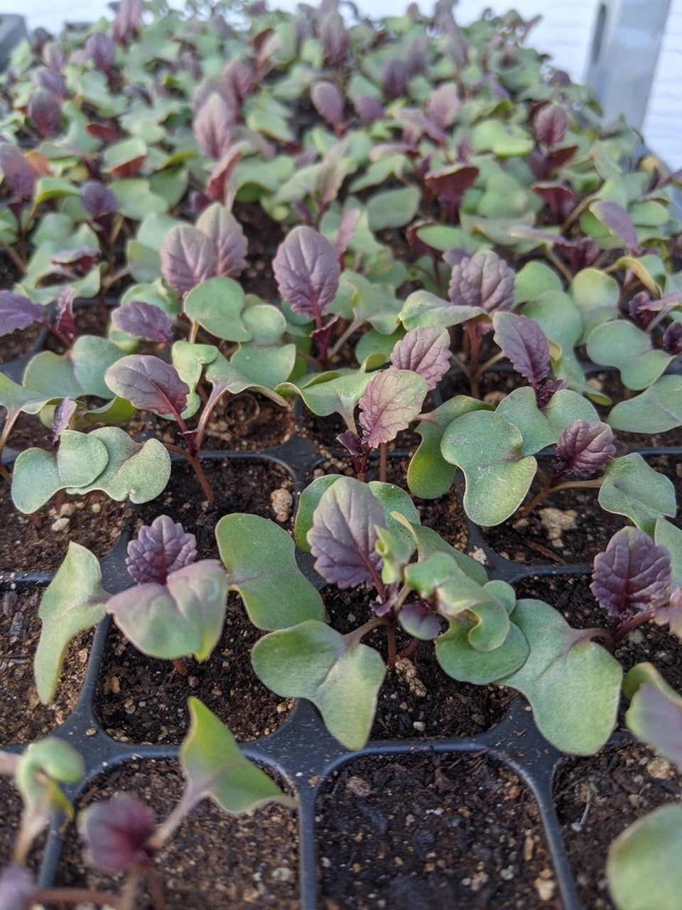 Seedlings of Peking Tsai