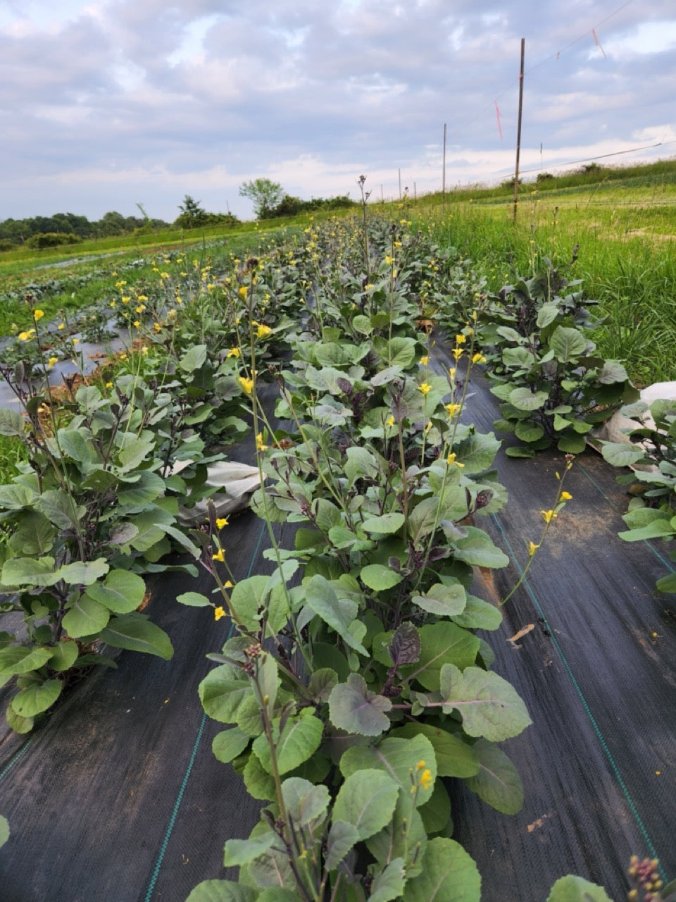 Early flowers on Peking Pai Tsai plants in a field