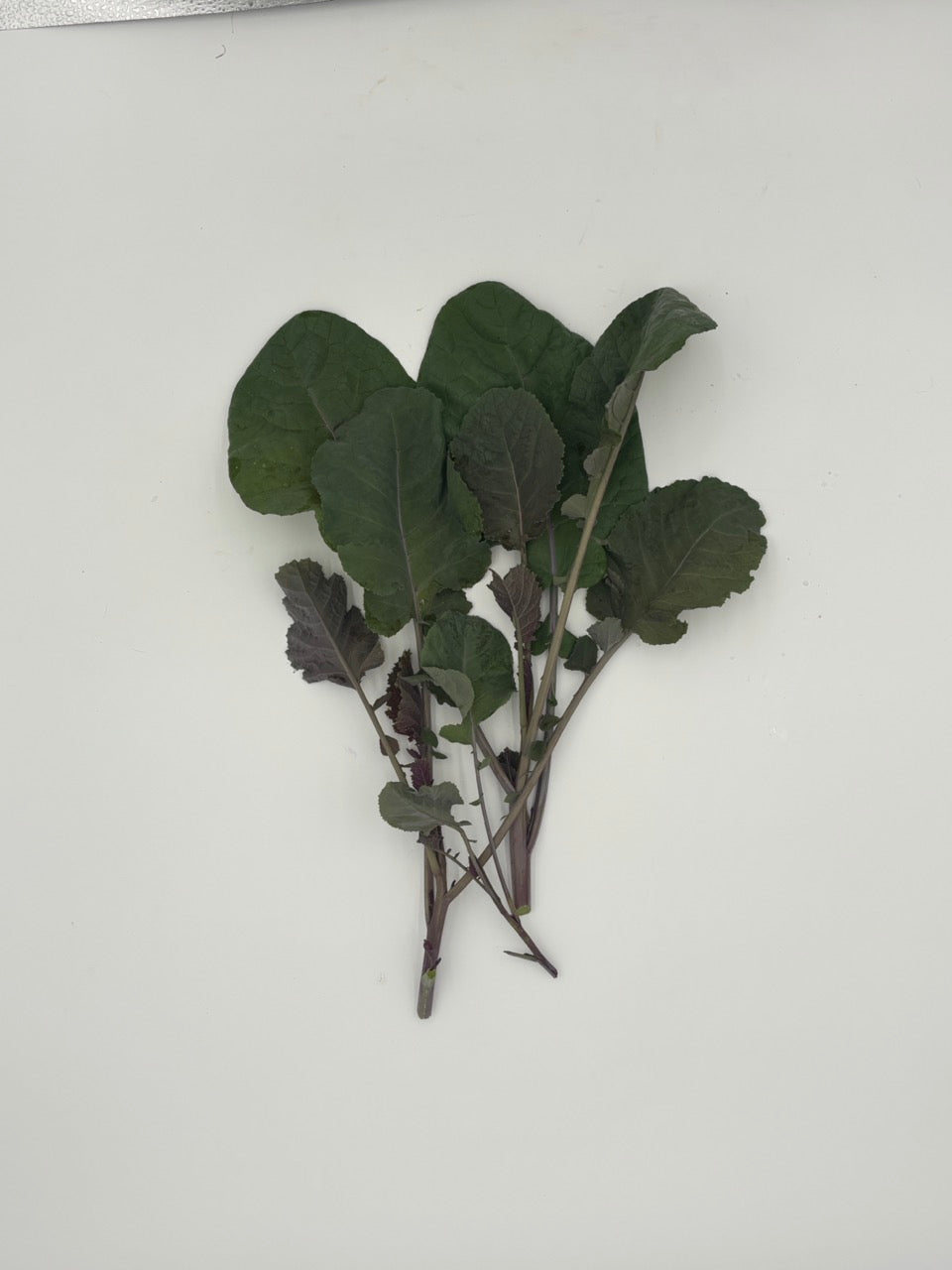 Mustard leaves and shoots with green leaves on a white background