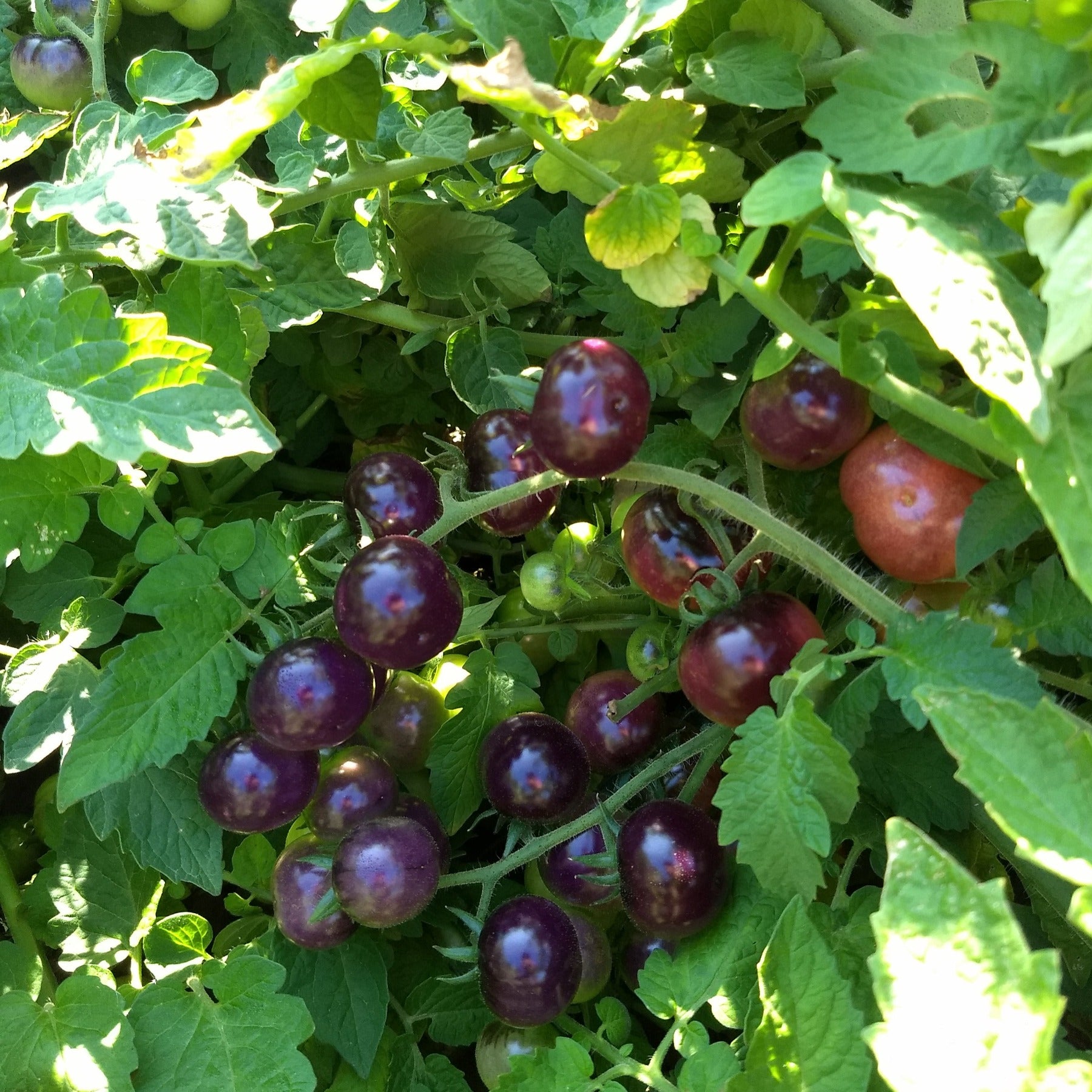 Ripened trusses of fruit from the perfection in pink cherry tomato showing the range of color from pink to darker anthocyanin