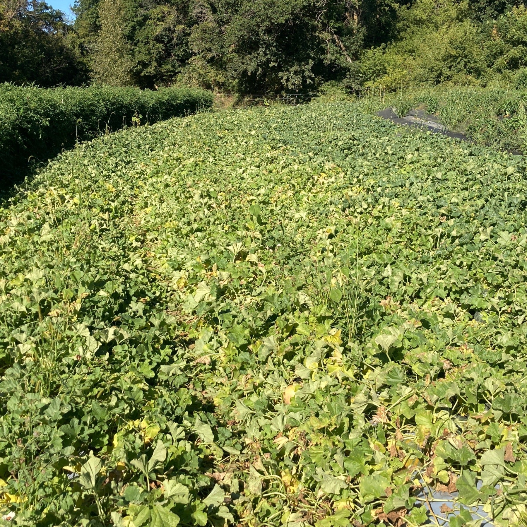 A field of Petite Gris melon growing