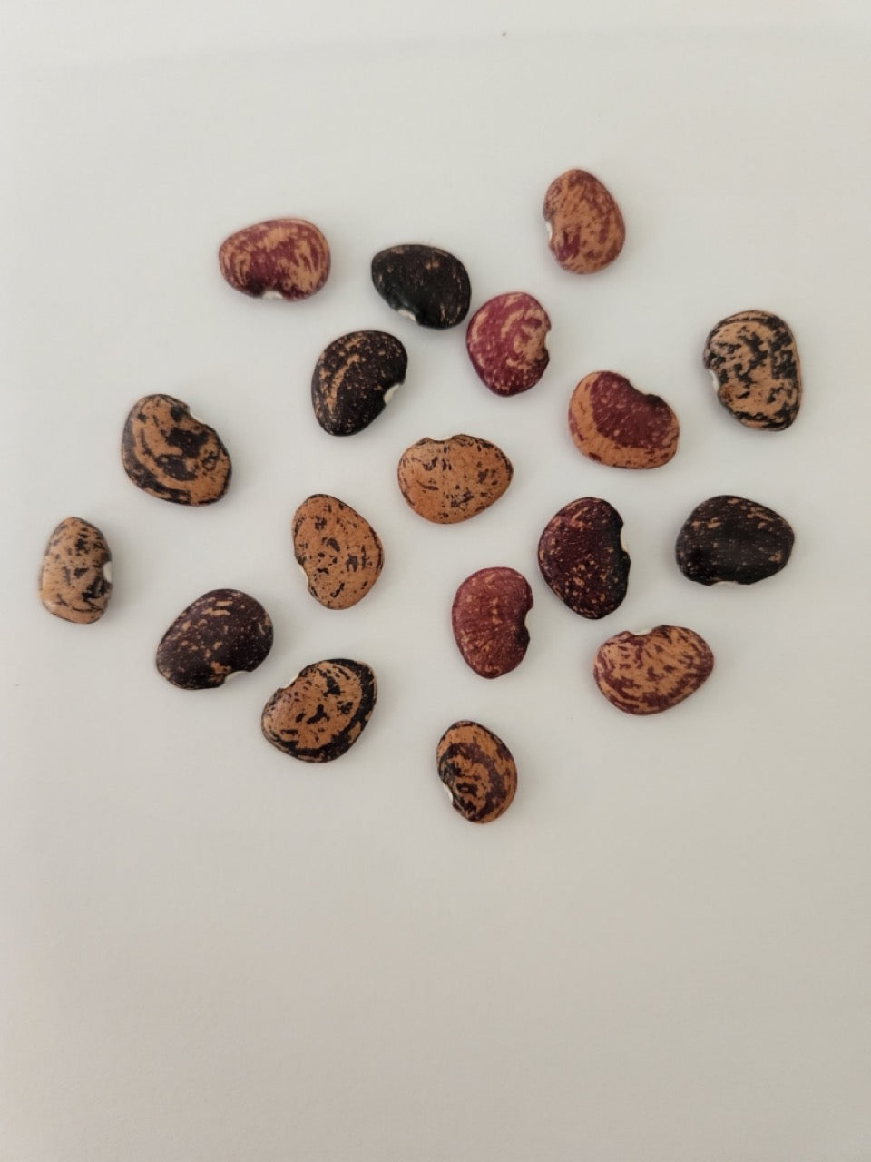 Multi colored speckled lima beans on a white background