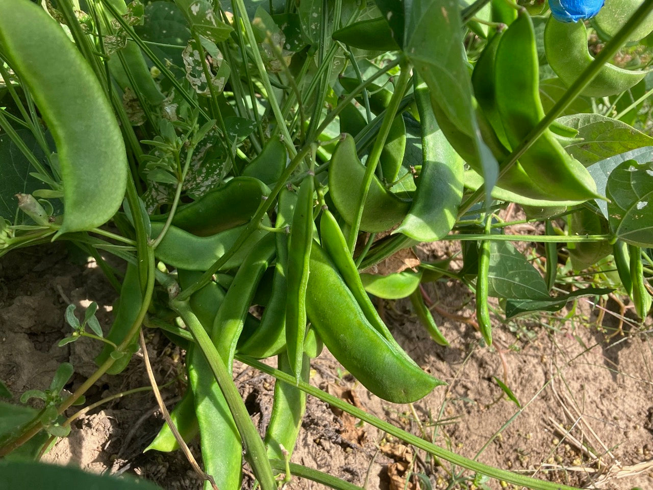 Lima beans growing on plants in the field
