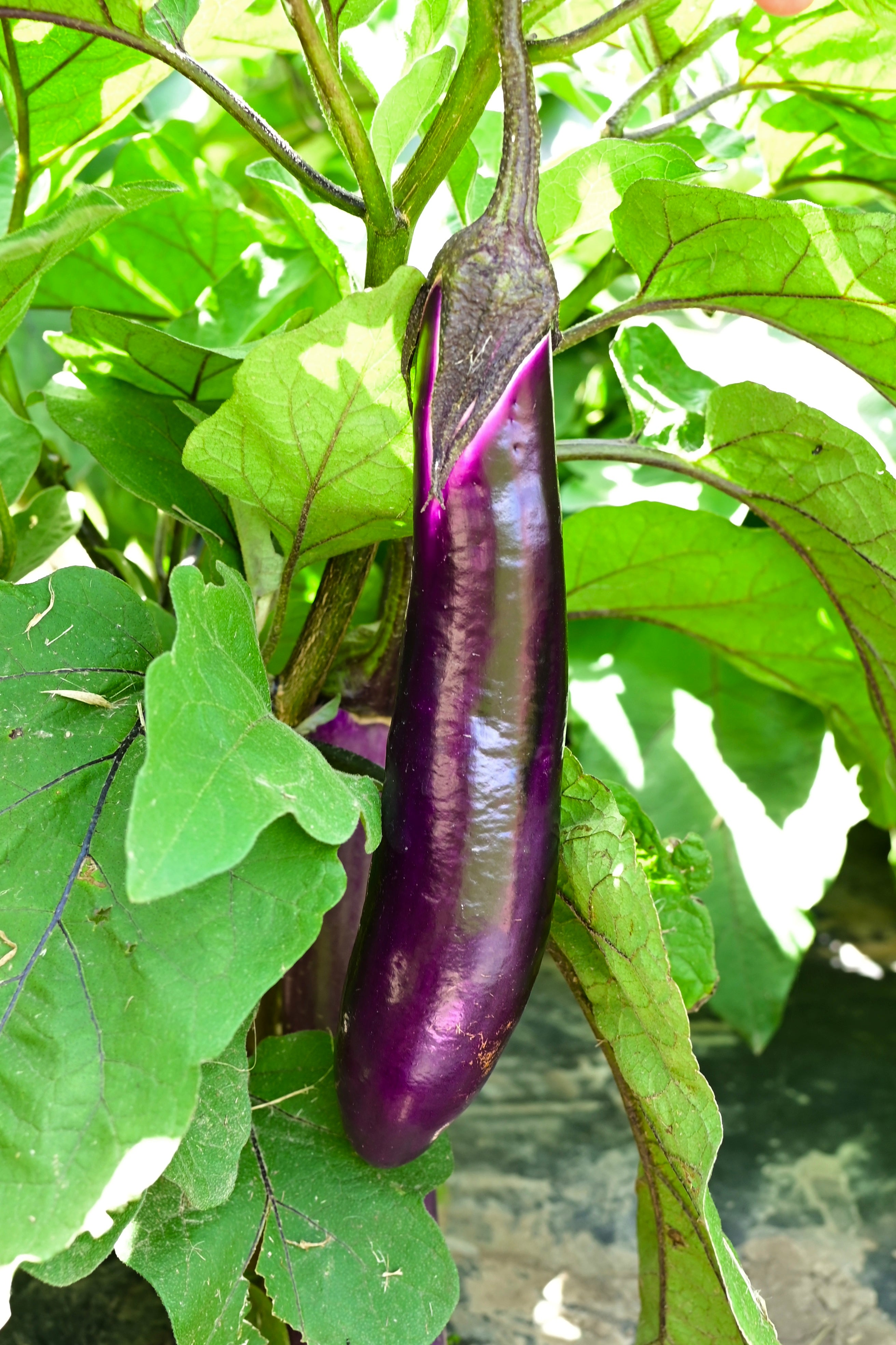 A slender purple eggplant growing on a green plant.