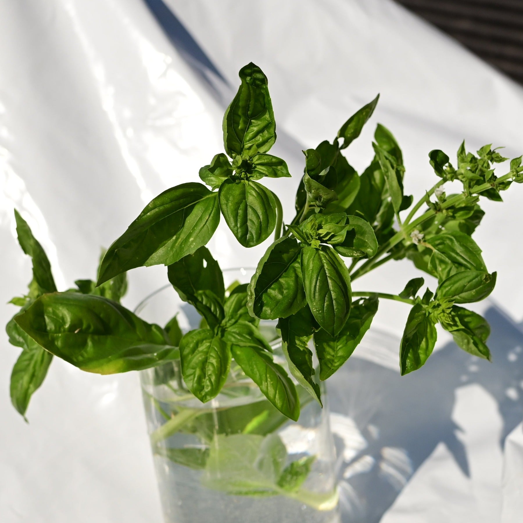 Prospera Basil in a vase against a white background