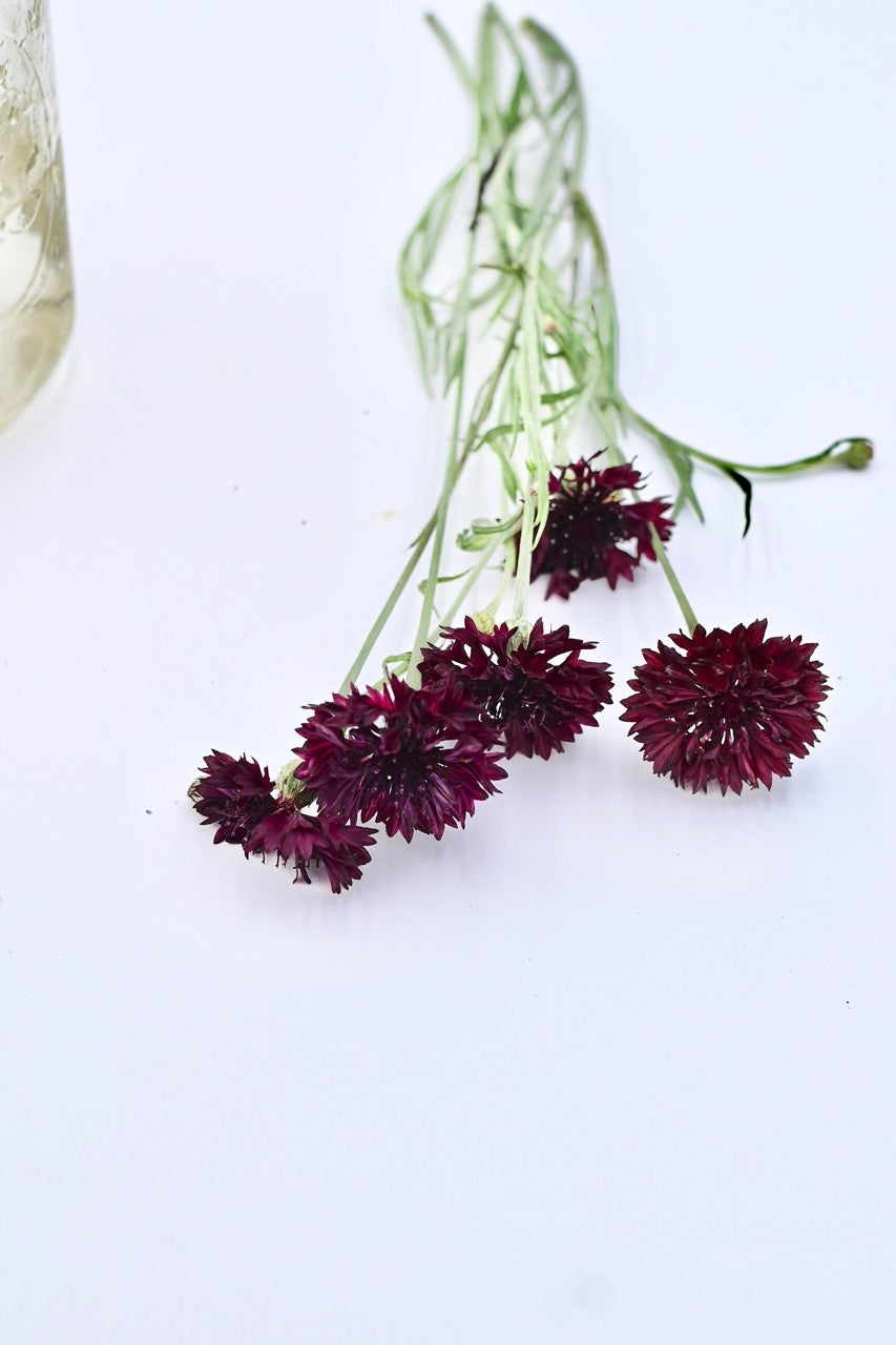 Purple Boy Bachelor Button