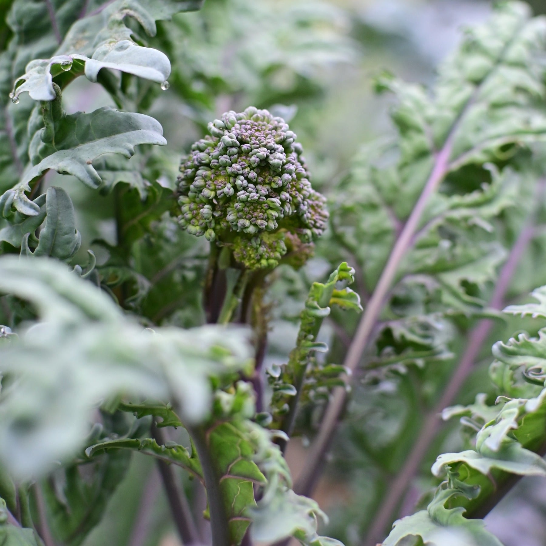 Purple peacock sprouting broccoli side shoot