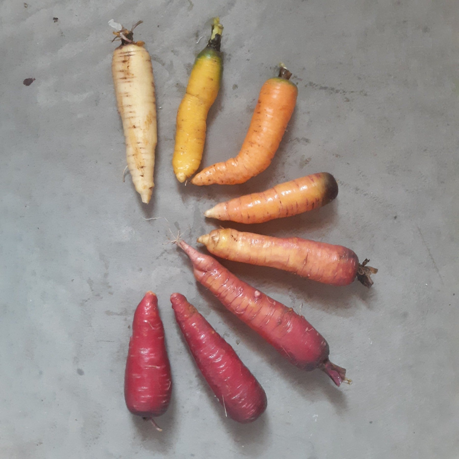 An array of differently colored carrots against a gray background including white, yellow, orange, to deep purple.