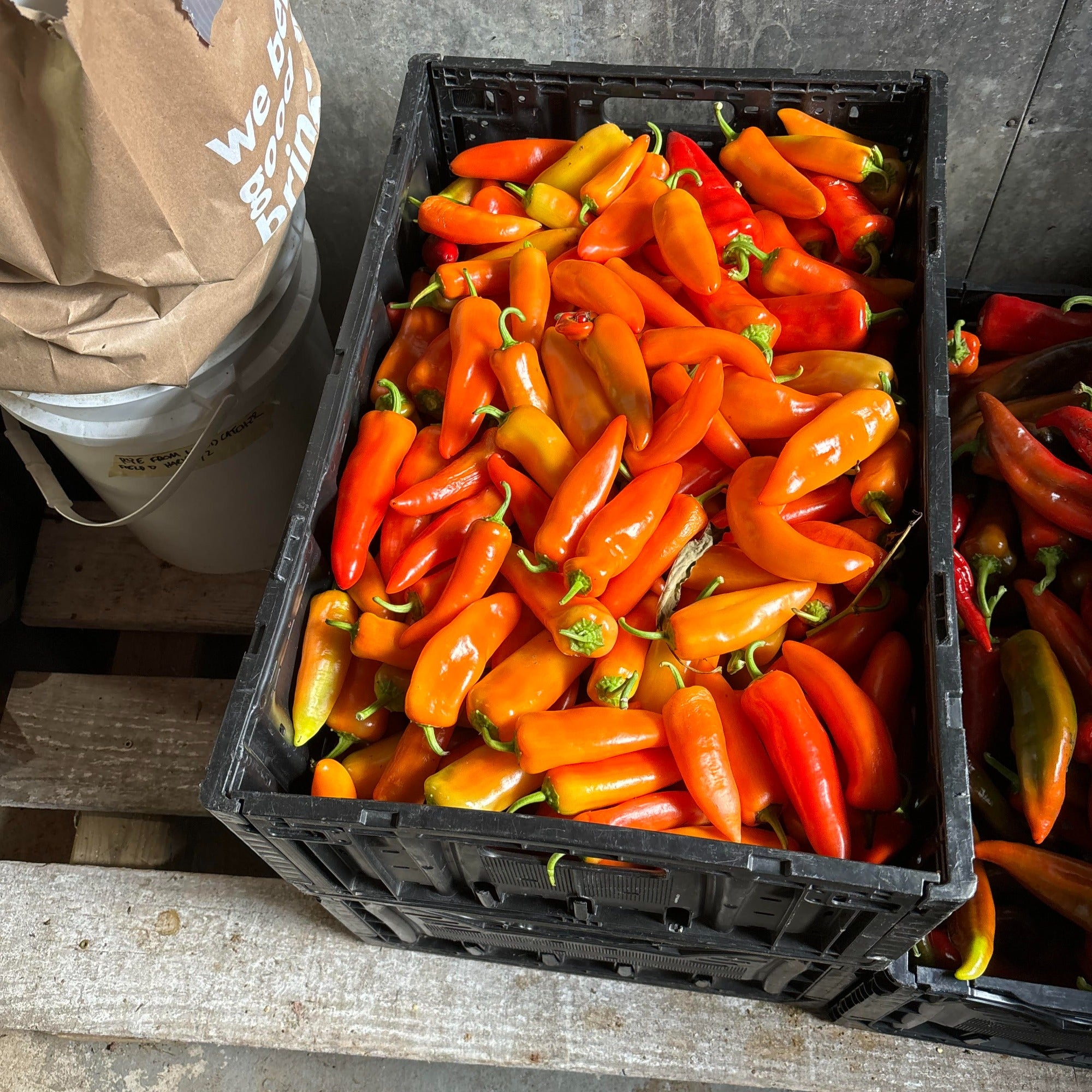 A crate of ripe hungarian hot wax red peppers before seed extraction