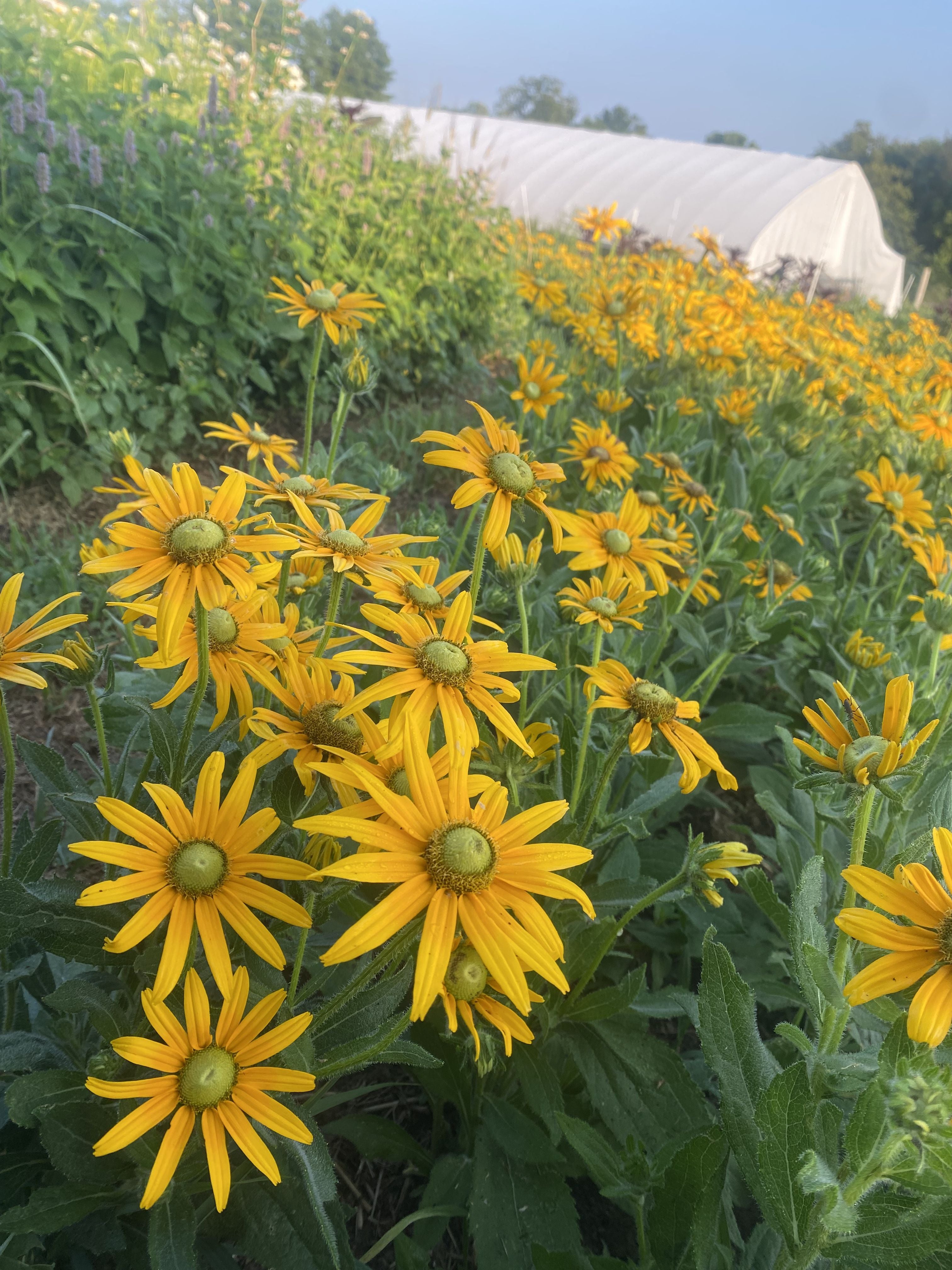 Green Eyes Rudbeckia